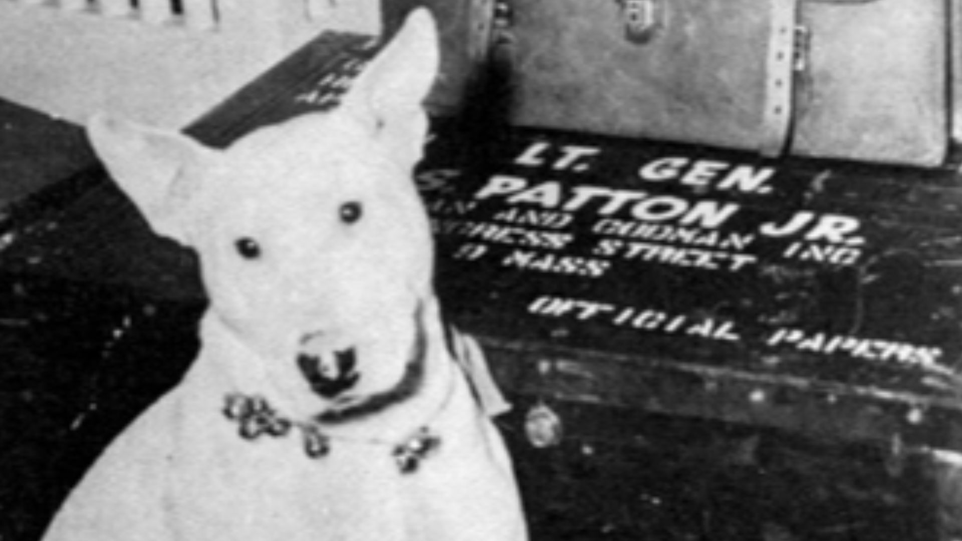 Willie, General Patton's dog. Photo taken right after General Patton's death, as Willie waits with personal belongings to be shipped to the United States.
Notice the spot on his nose