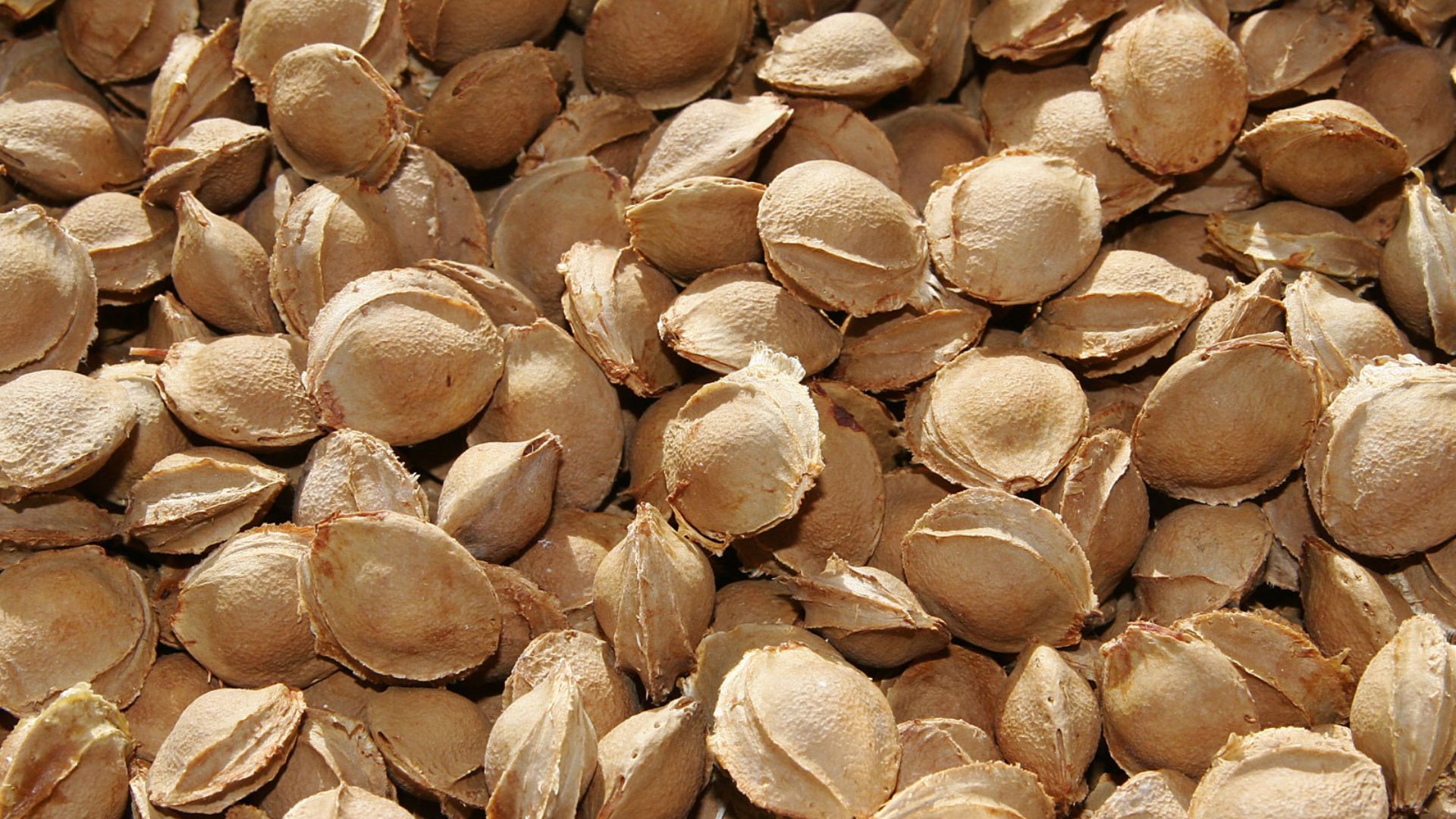File:Apricot seeds.jpg