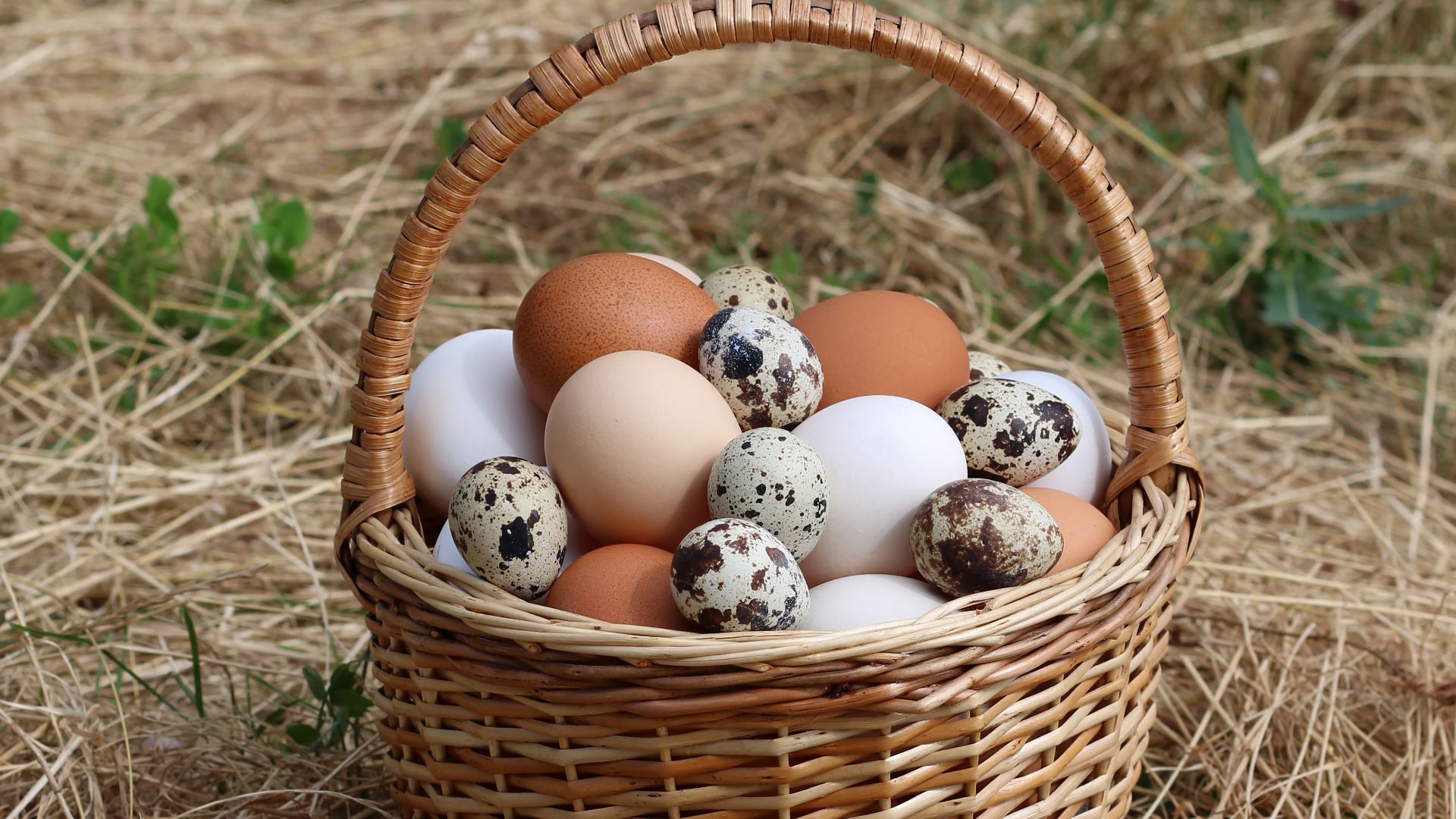 Chicken eggs and quail eggs in a wicker basket, Ukraine