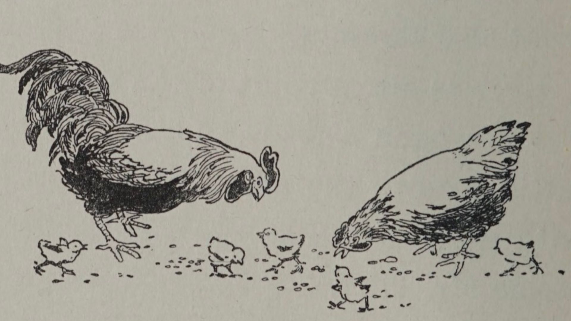 Black‑and‑white illustration of a barnyard family, consisting of a rooster and hen and their chicks.  From The Farm Twins (1928), written and illustrated by Lucy Fitch Perkins.