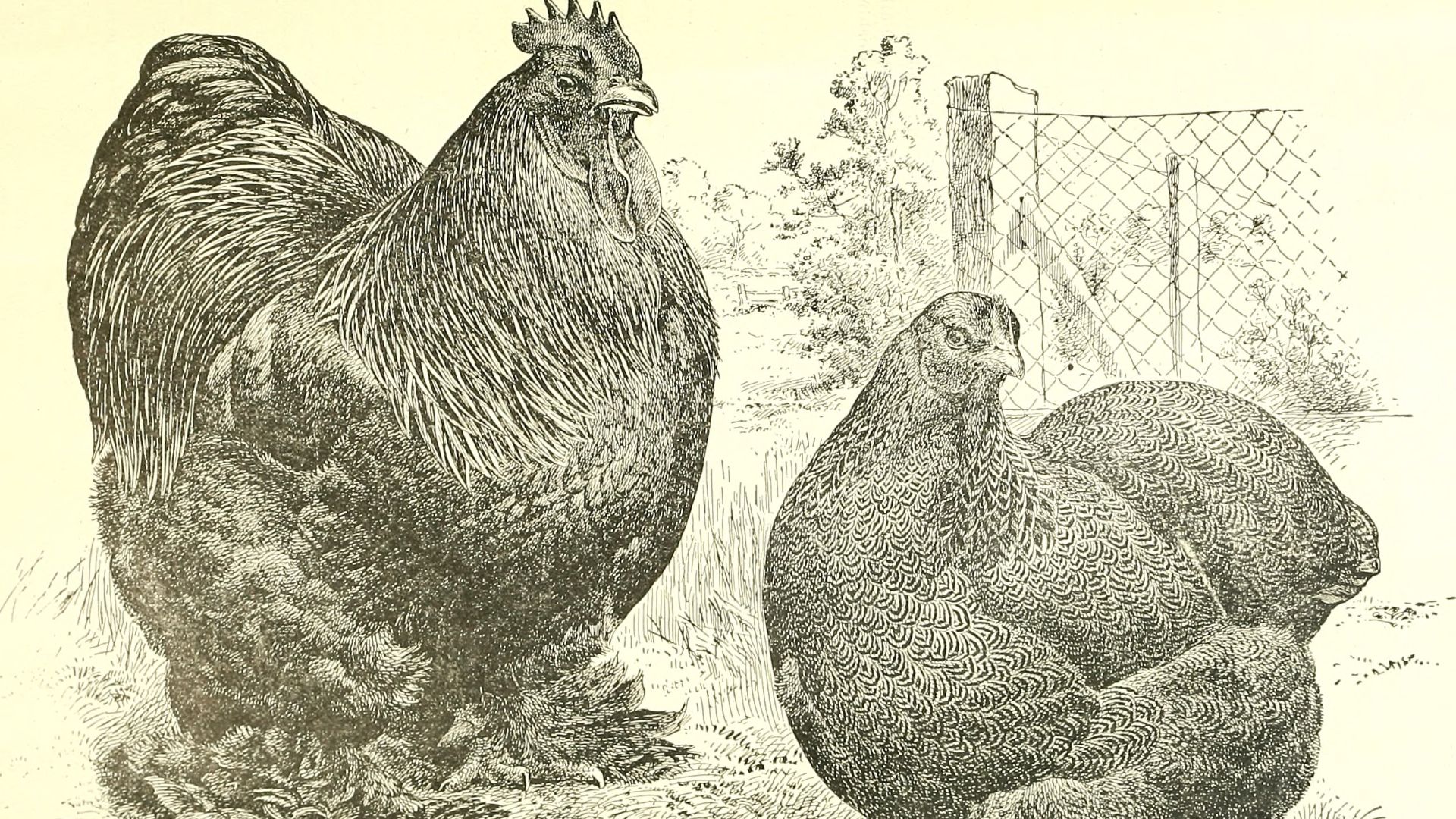 Identifier: asiaticsbrahmasc00quin (find matches)
Title: The Asiatics; Brahmas, Cochins and Langshans, all varieties, their origin;
Year: 1904 (1900s)
Authors: 
Subjects:  Poultry
Publisher:  Quincy, Ill., The Reliable poultry journal publishing company
C