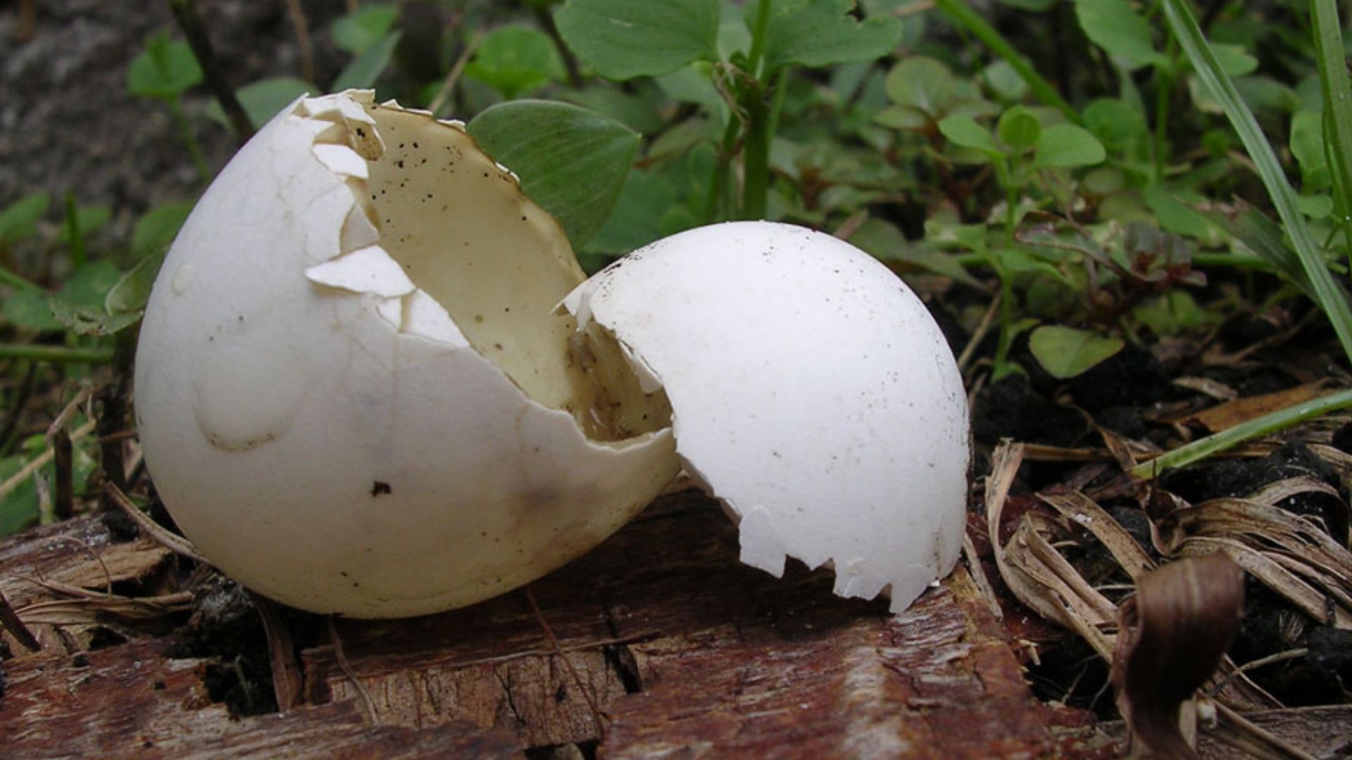 File:Egg-rmh.jpg