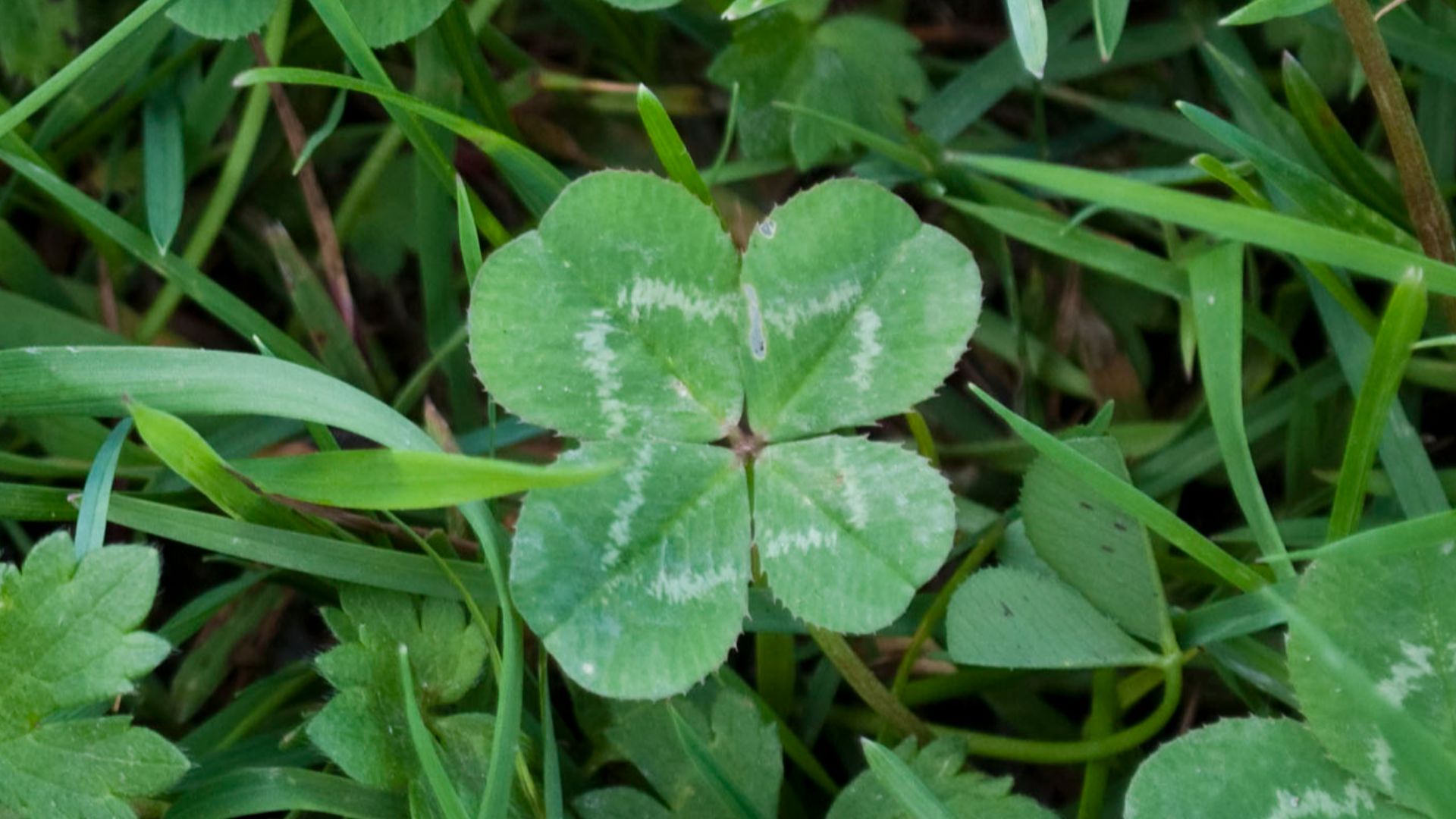 Four-leaf clover: White Clover (Trifolium repens) with four leaves.
