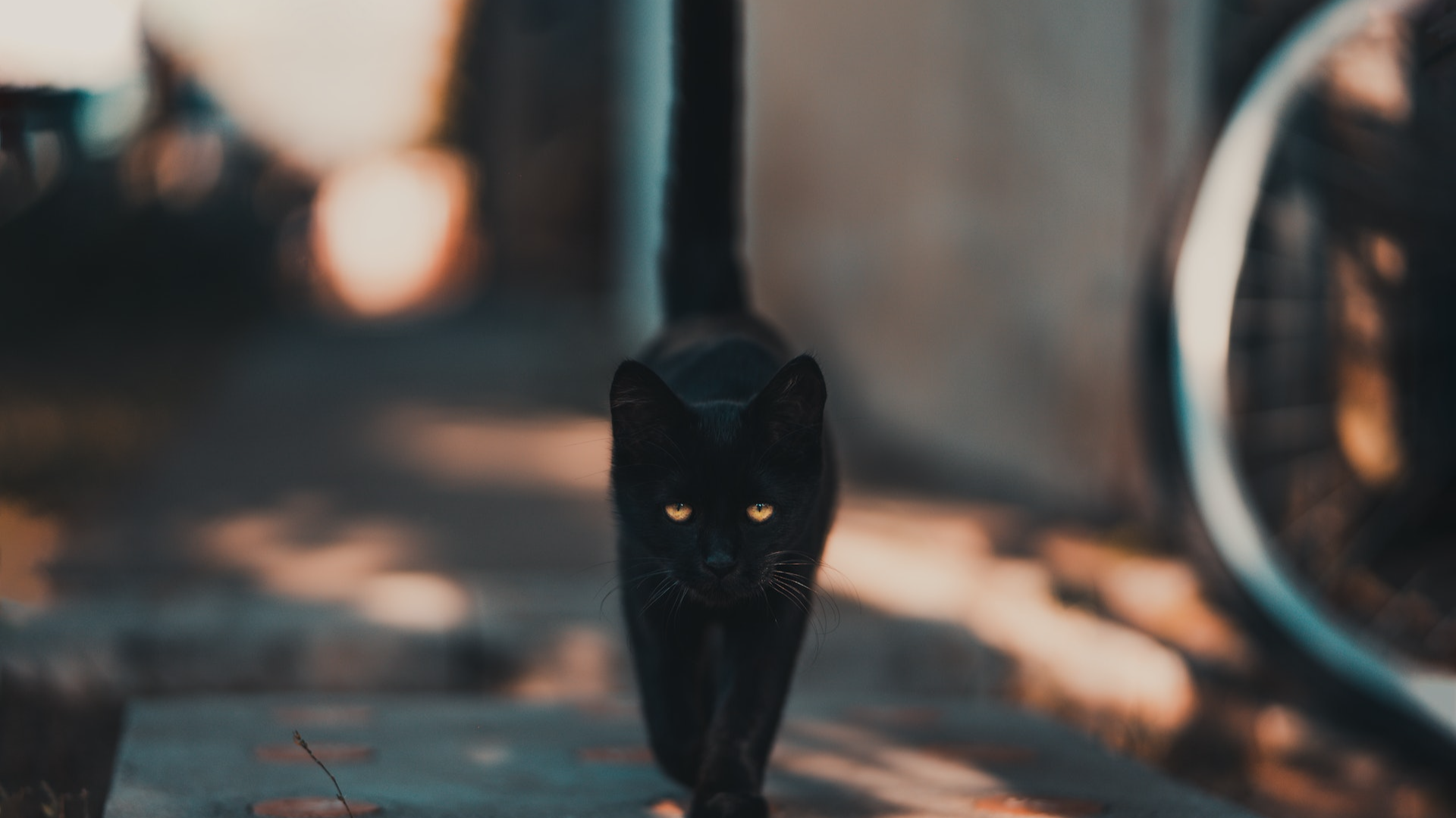 Black cat