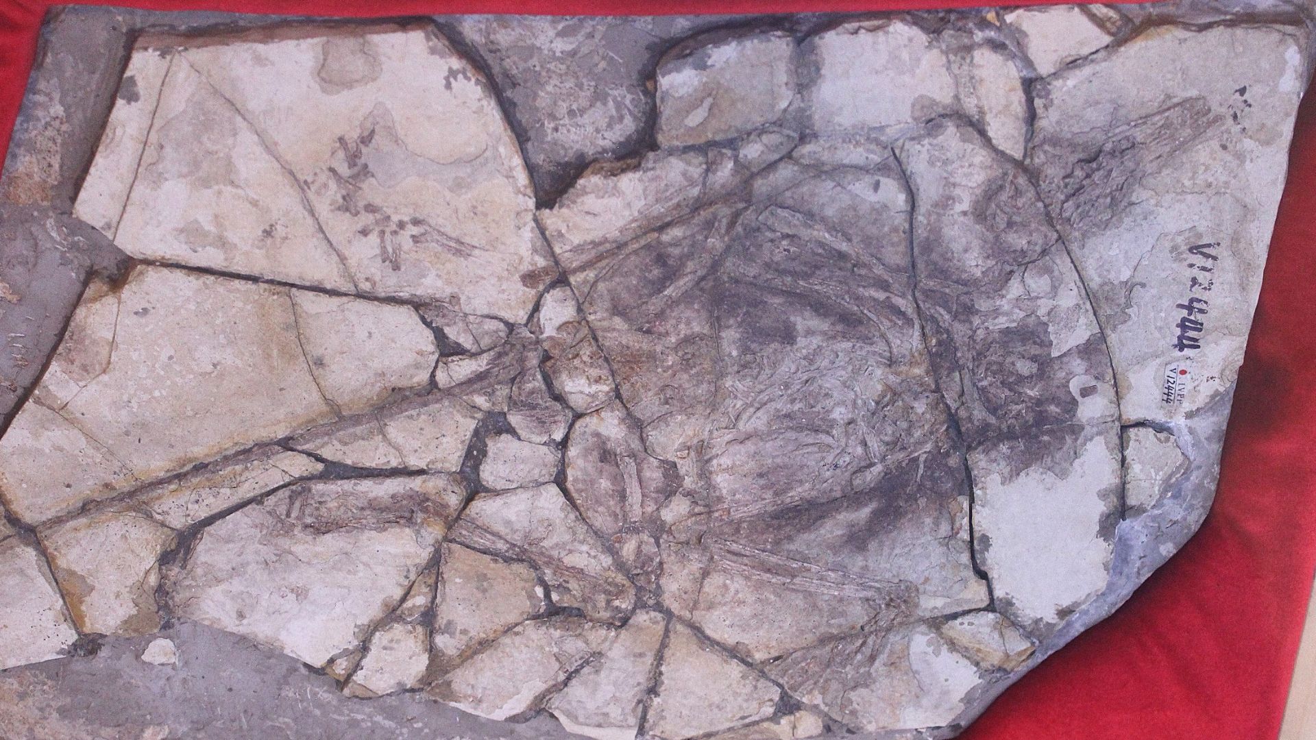 Chimaeric specimen of