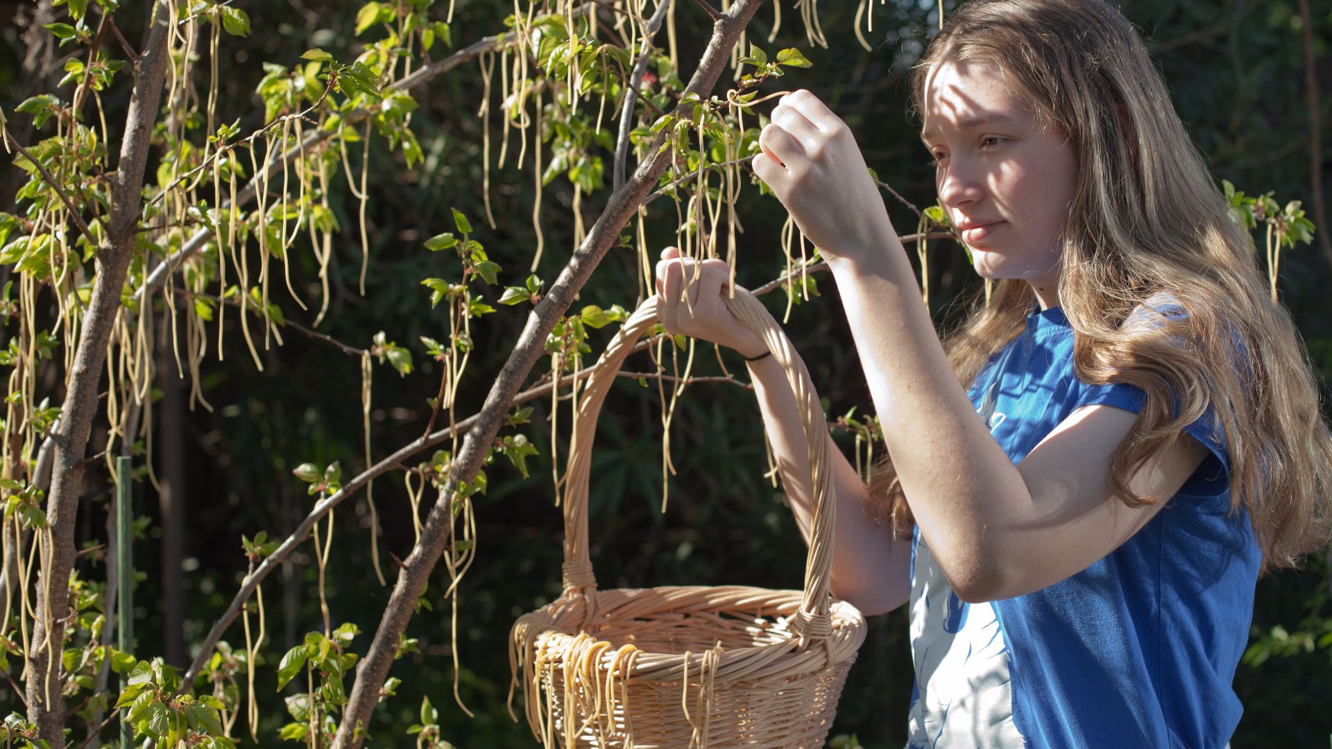 With the unusually mild winter, we were able to have our first harvest of spaghetti this morning.  Seriously, there’s nothing like spaghetti fresh off the tree!
Northern California’s spaghetti is a legacy of the Swiss-Italians who settled the San Francisc