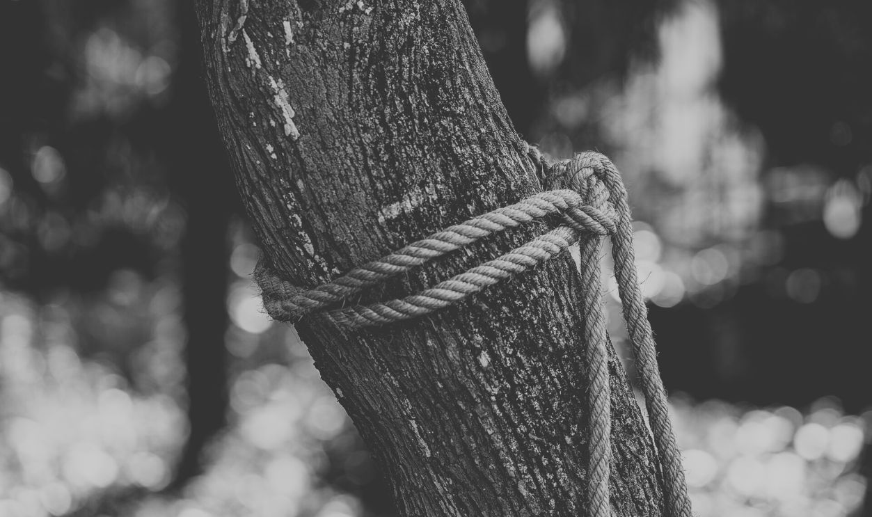 Tied rope on tree truck 