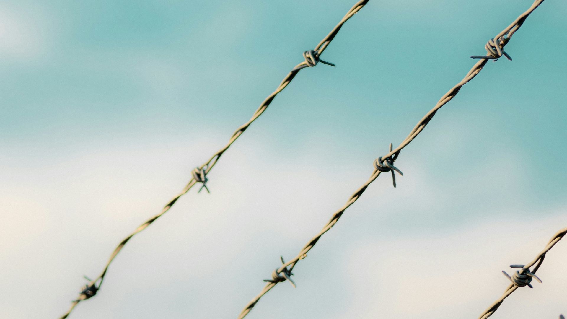 a close up of some branches