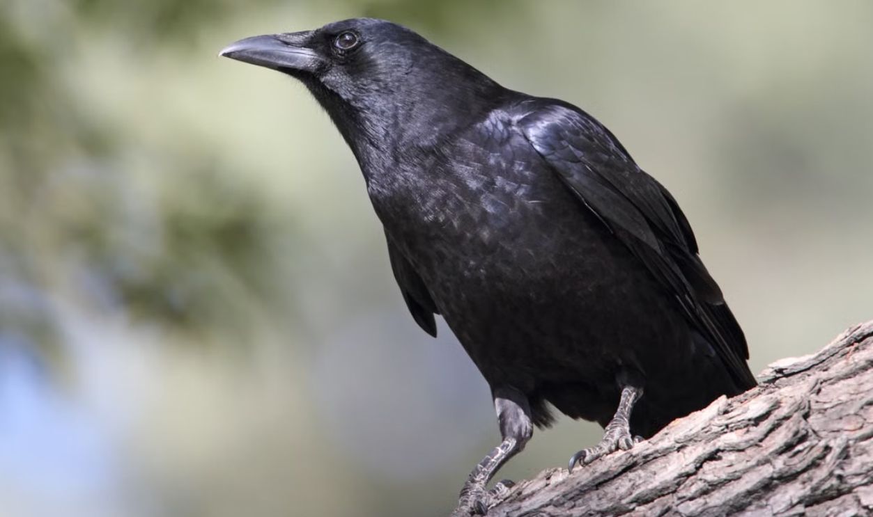 Detailed close-up of a black crow perched on a tree branch in natural surroundings