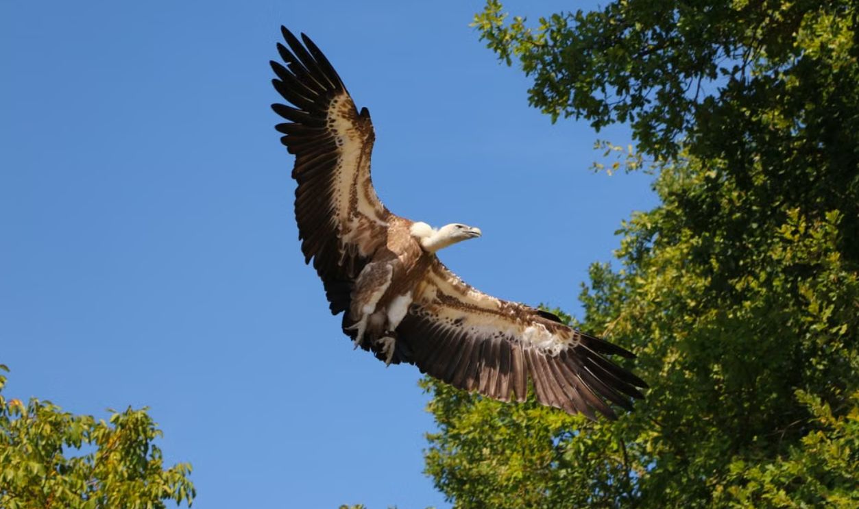 A majestic vulture soaring through the clear blue sky over a lush green forest, symbolizing freedom and wildlife