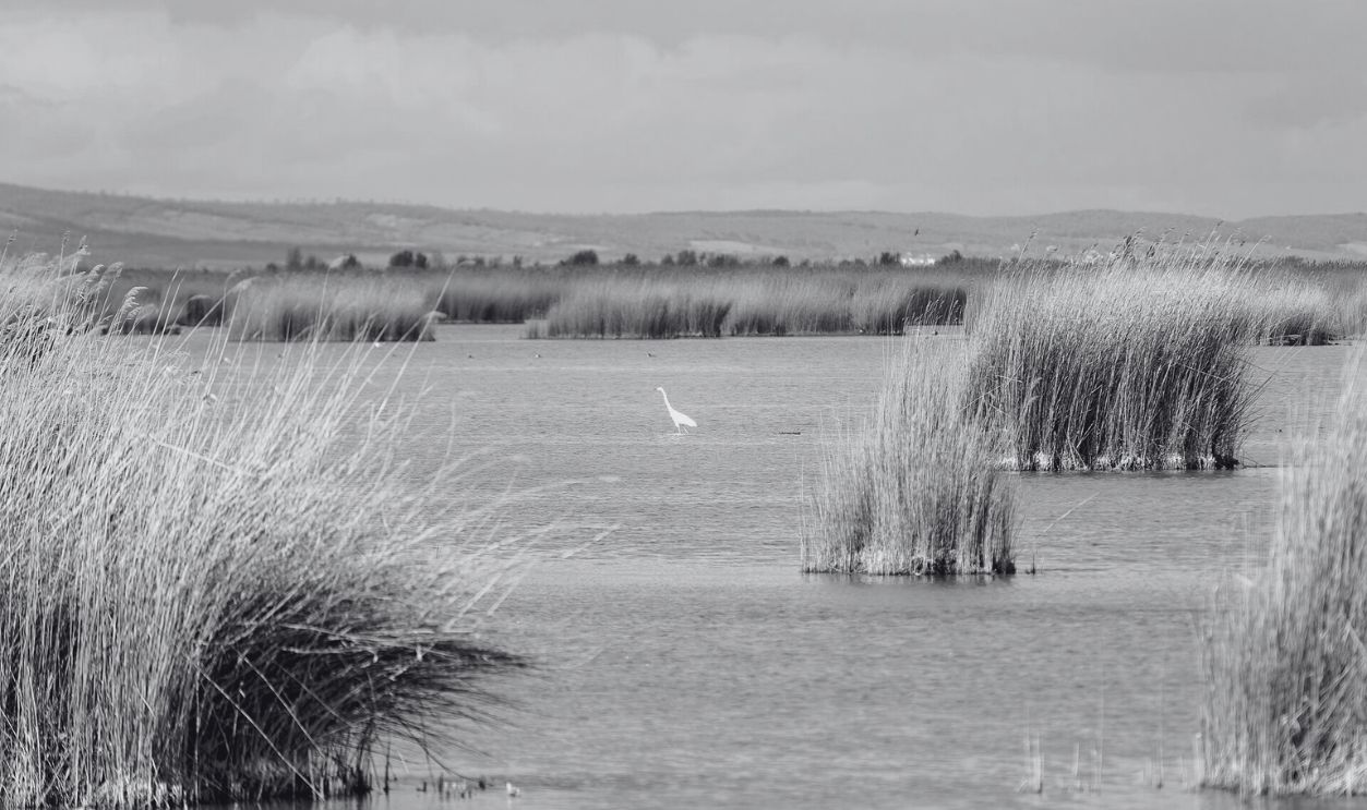 Lake Neusiedl