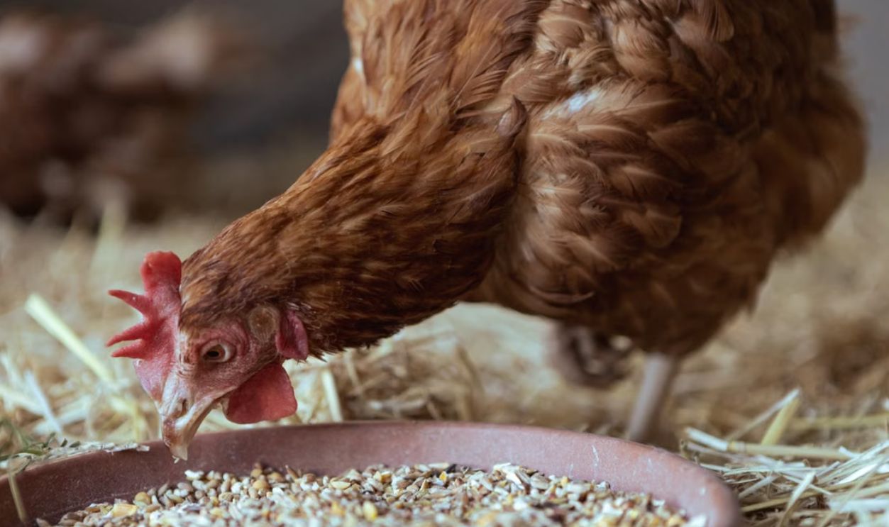 Brown hen pecking at feed in a rural chicken coop environment