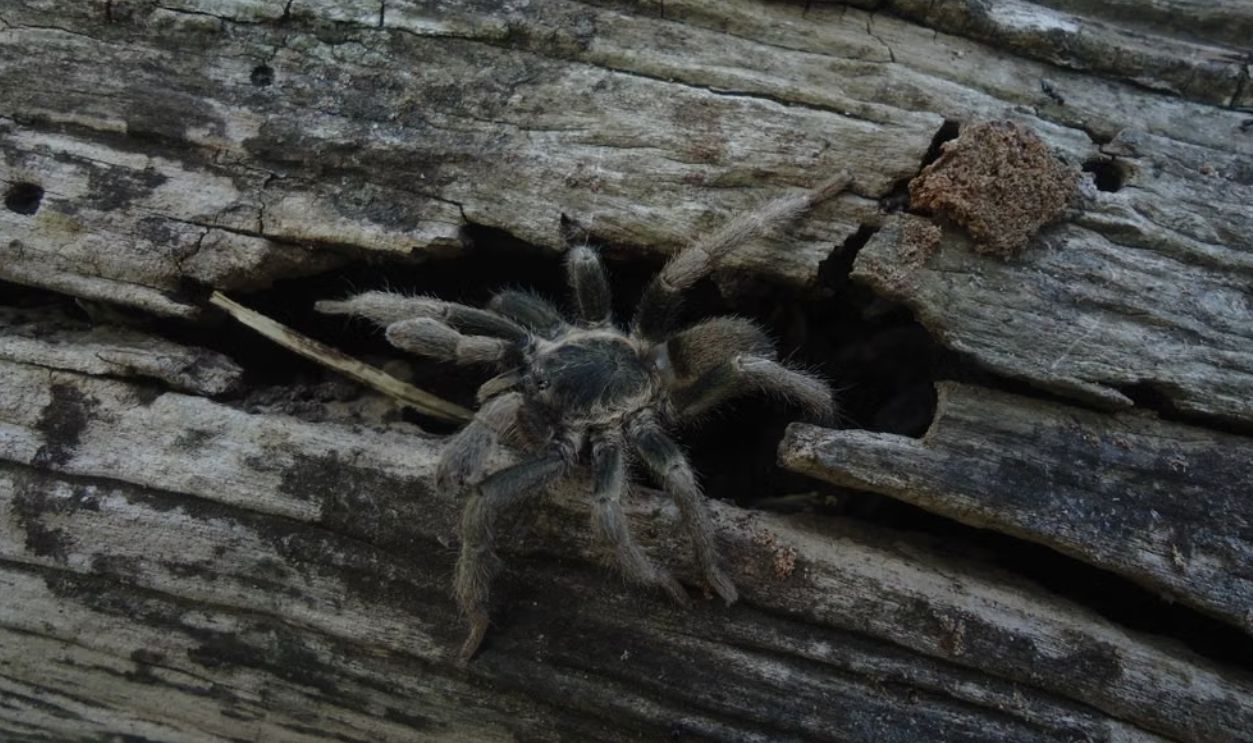 A detailed close-up of a tarantula resting on a decaying tree trunk in its natural habitat