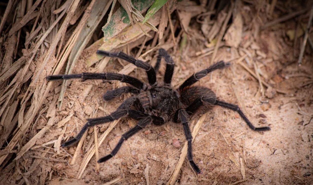 Close-up view of a tarantula on earthy ground, showcasing its detailed texture