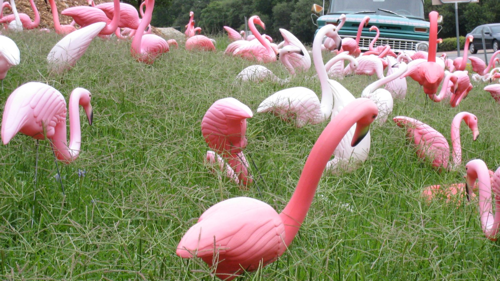 At the junction of Bee Caves Road and Capital of Texas Highway, is this flock of plastic pink flamingos... at a local nursery in Austin