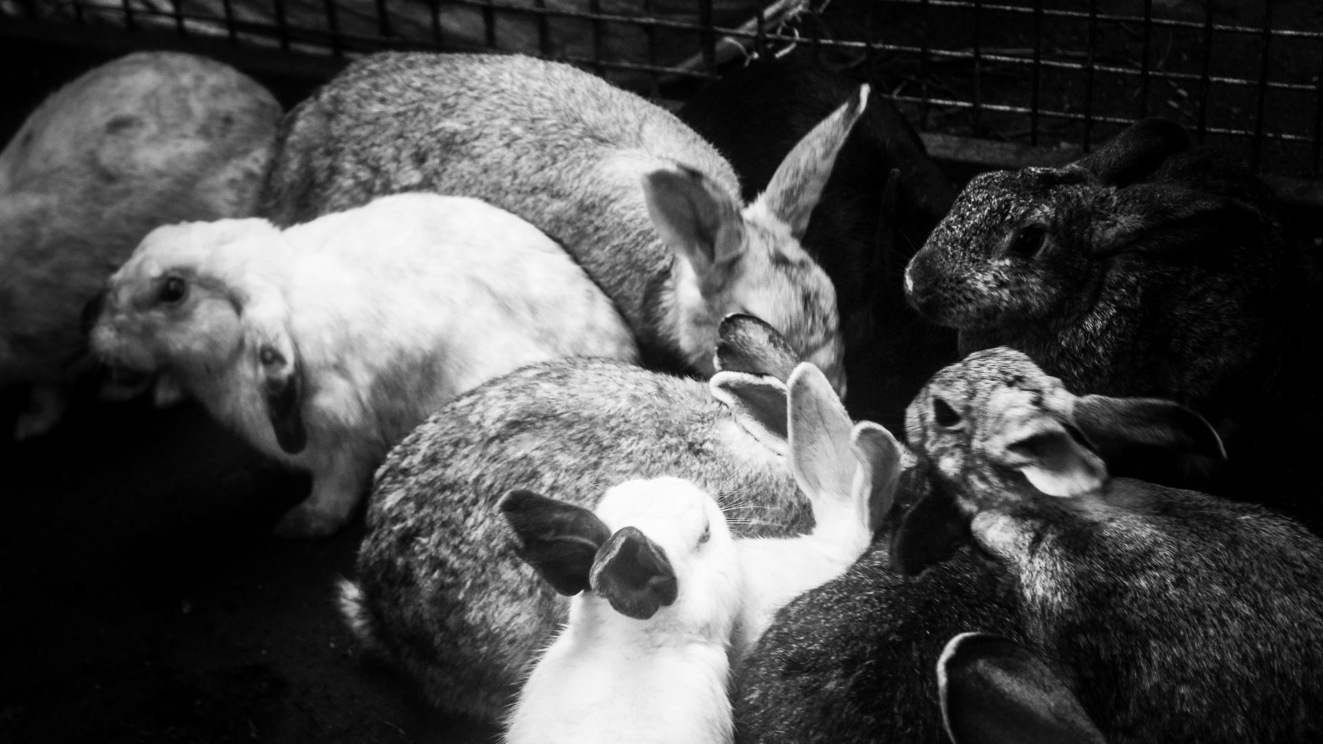A group of rabbits huddled together in a cage.