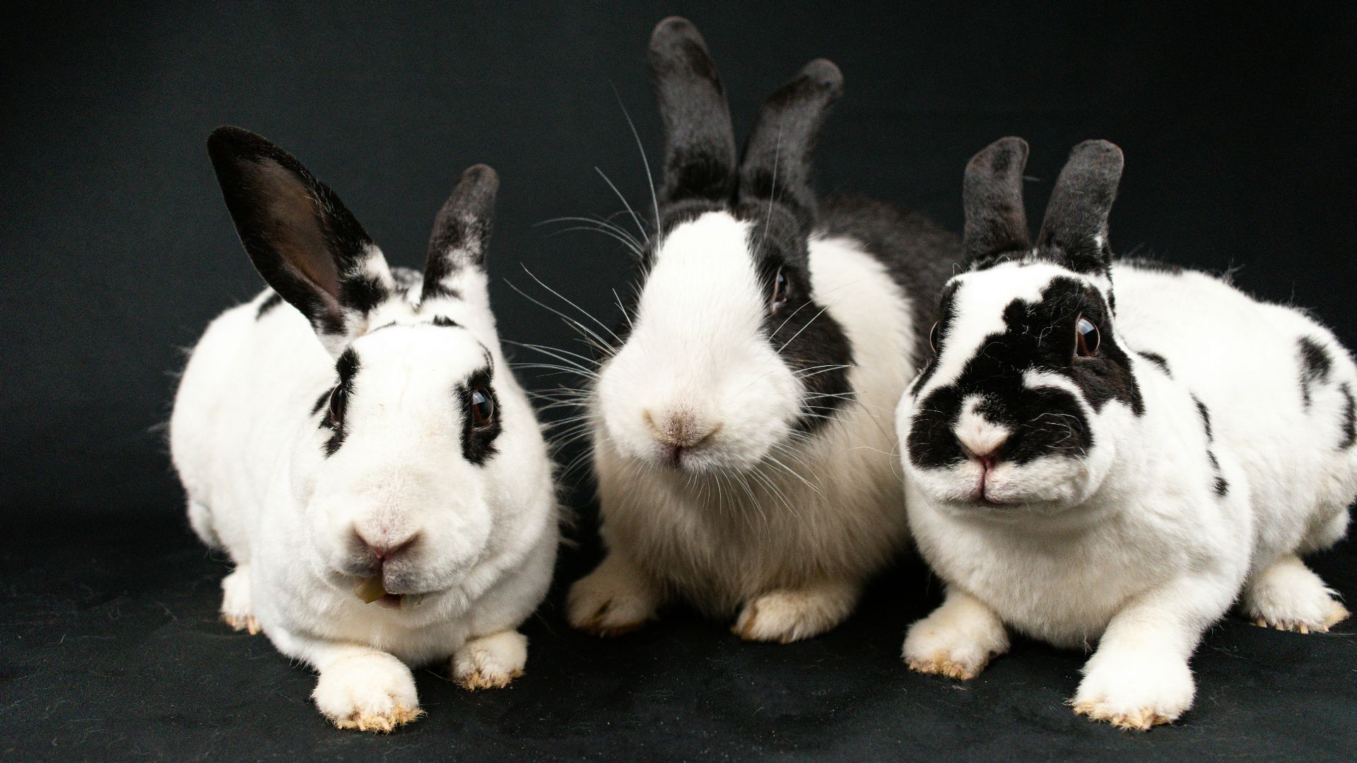 Three black and white rabbits sitting next to each other