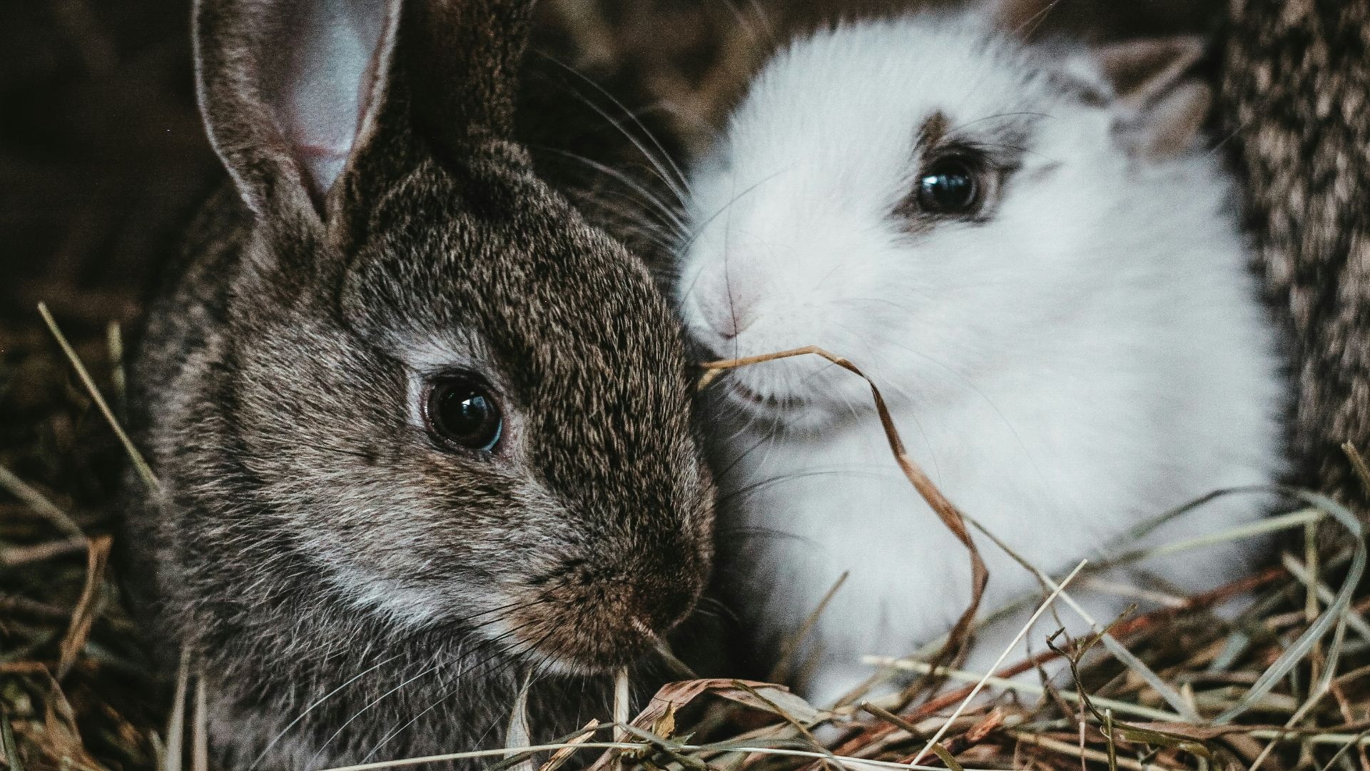white and gray rabbit on brown nest