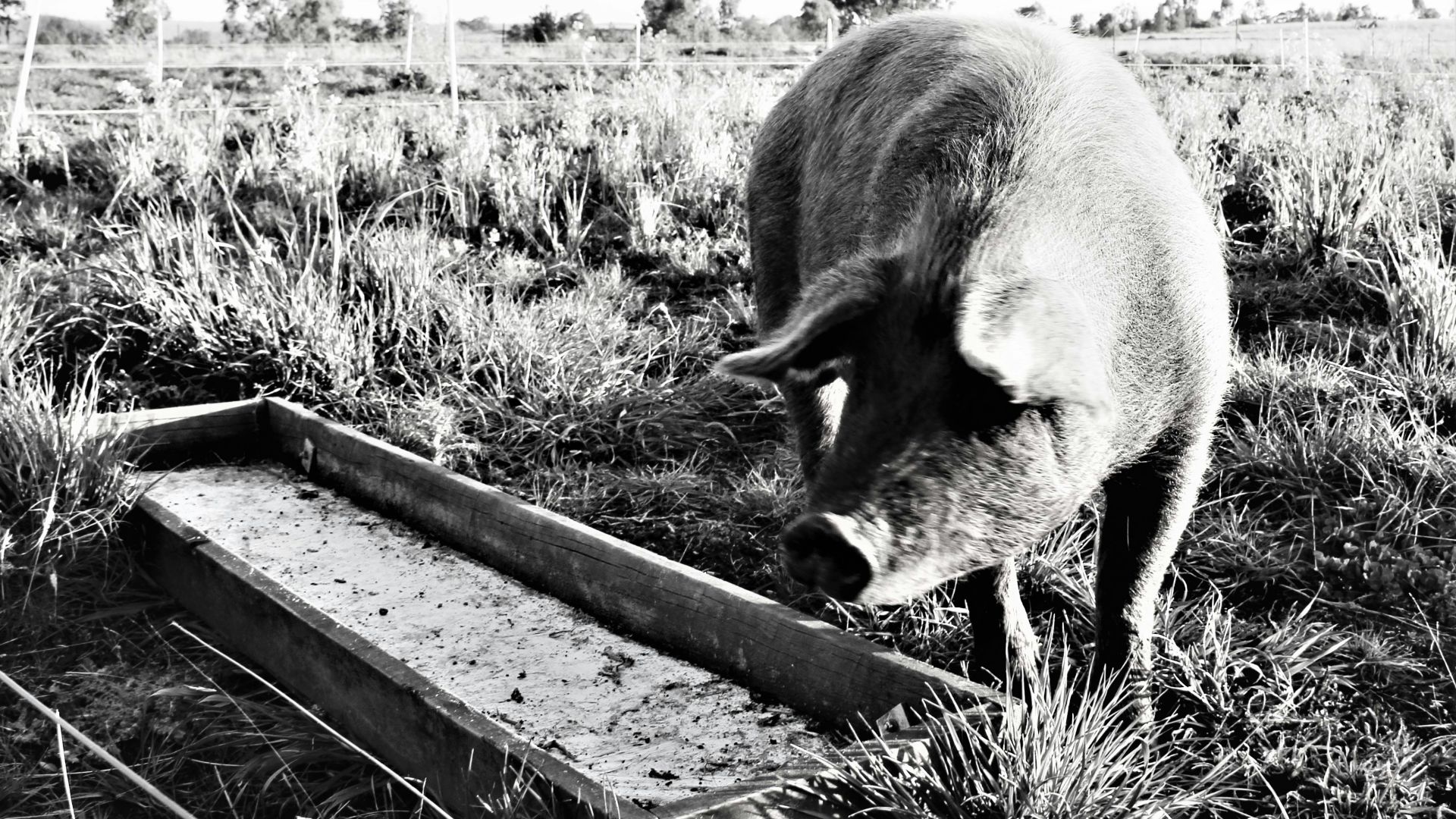 a black and white photo of a pig eating grass