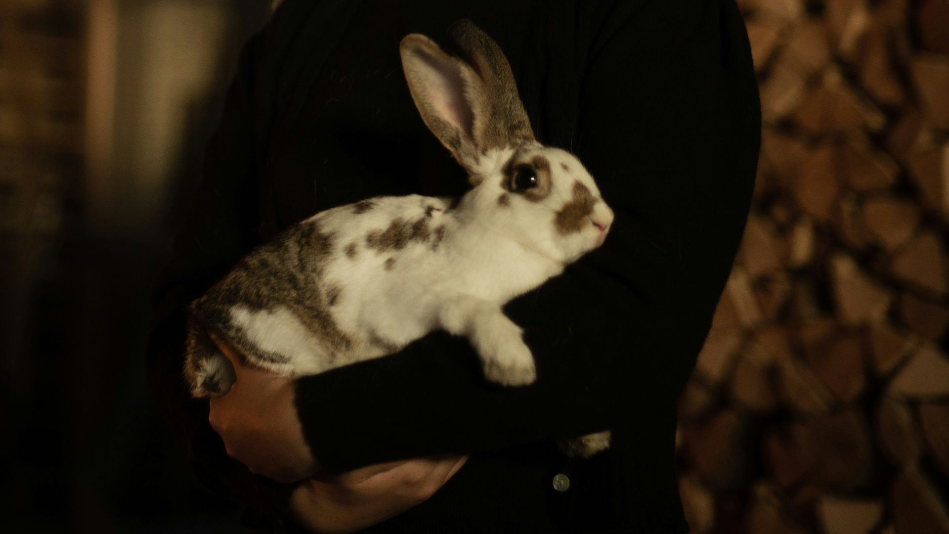 a person holding a rabbit