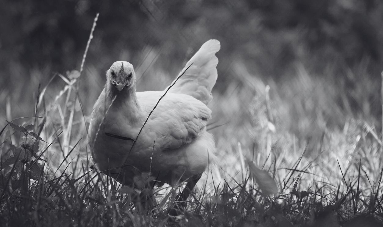 image of a chicken in the field