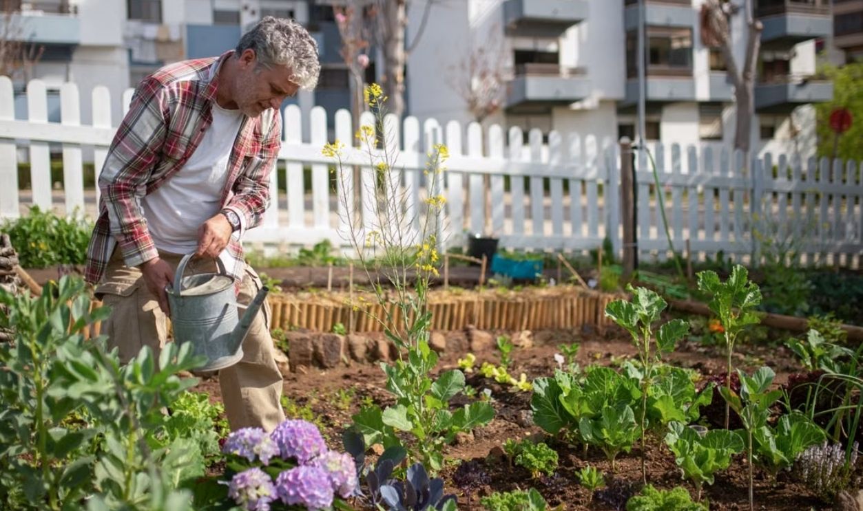 Senior man tending a vegetable garden in an urban setting, using a watering can