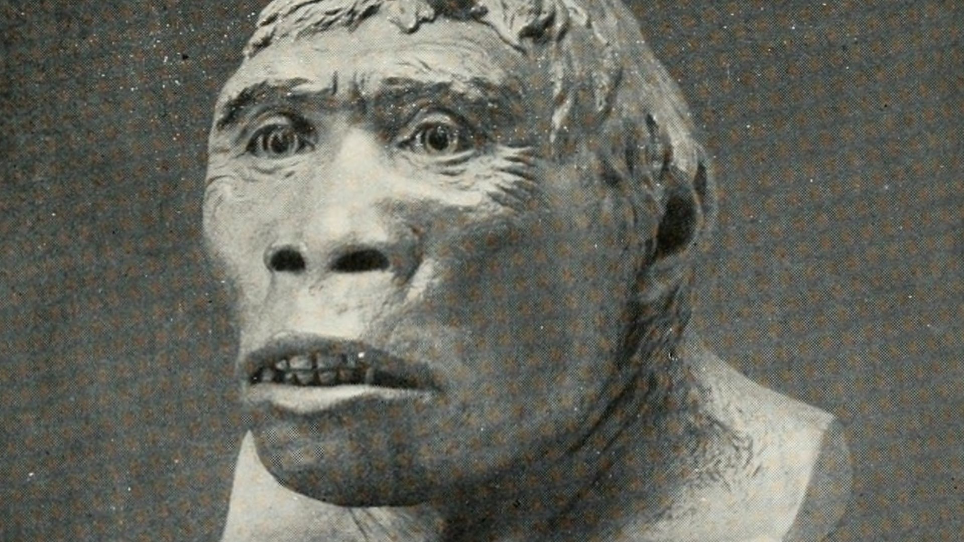 Pithecanthropus erectus
Title: The American Museum journal
Identifier: americanmuseumjo16amer (find matches)
Year: c1900-(1918) (c190s)
Authors: American Museum of Natural History
Subjects: Natural history
Publisher: New York : American Museum of Natural 