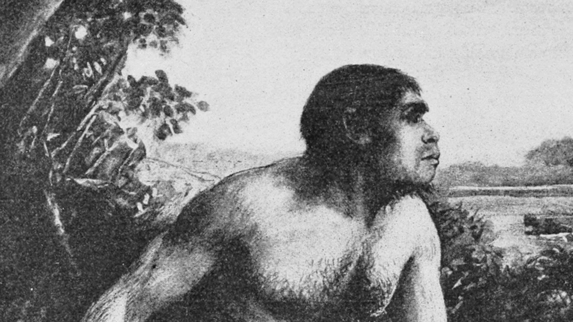 Reconstruction of Eoanthropus dawsoni