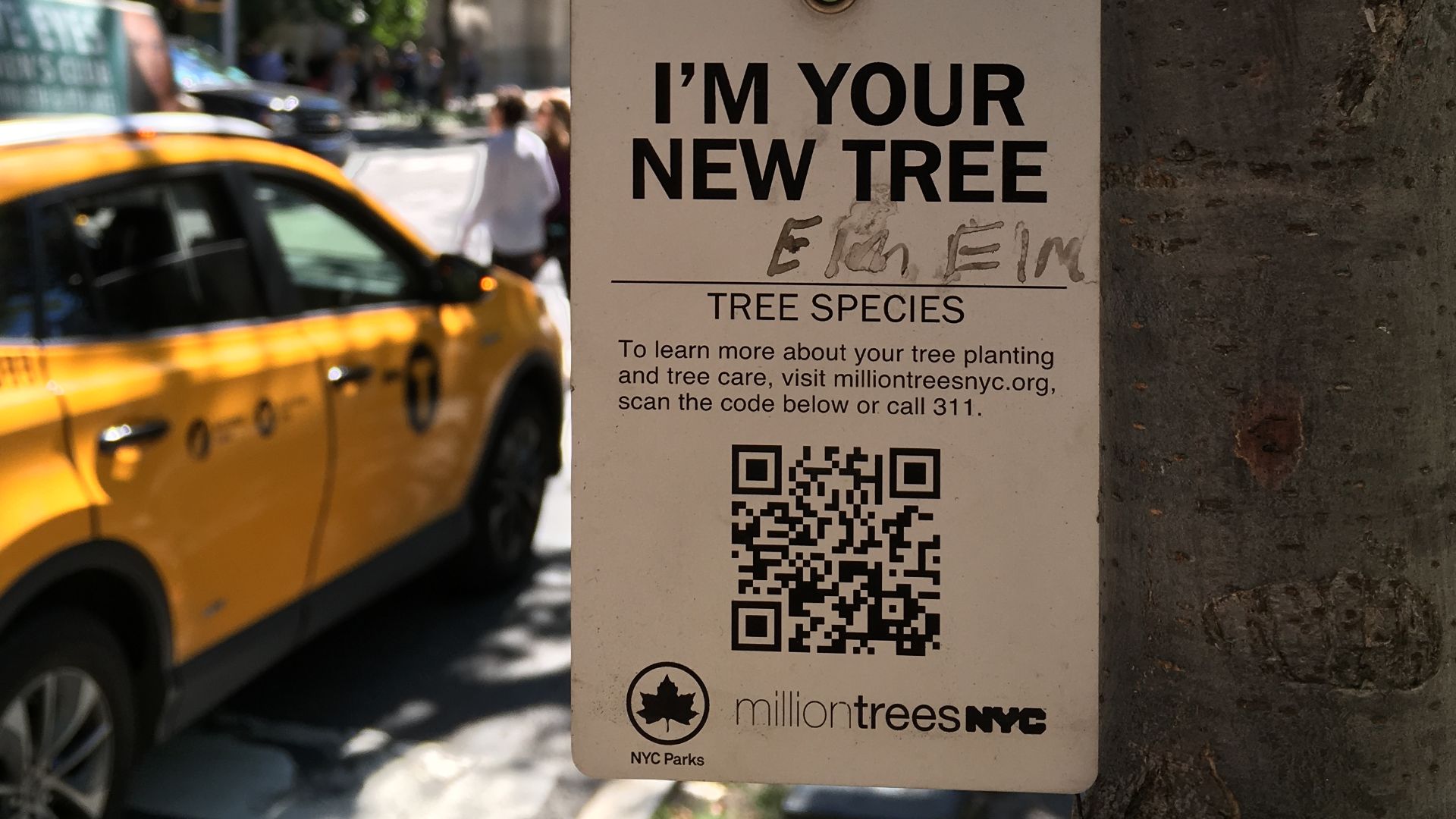 Tree tags with QR code used to Identify the tree, contractor, planting and maintenance events.