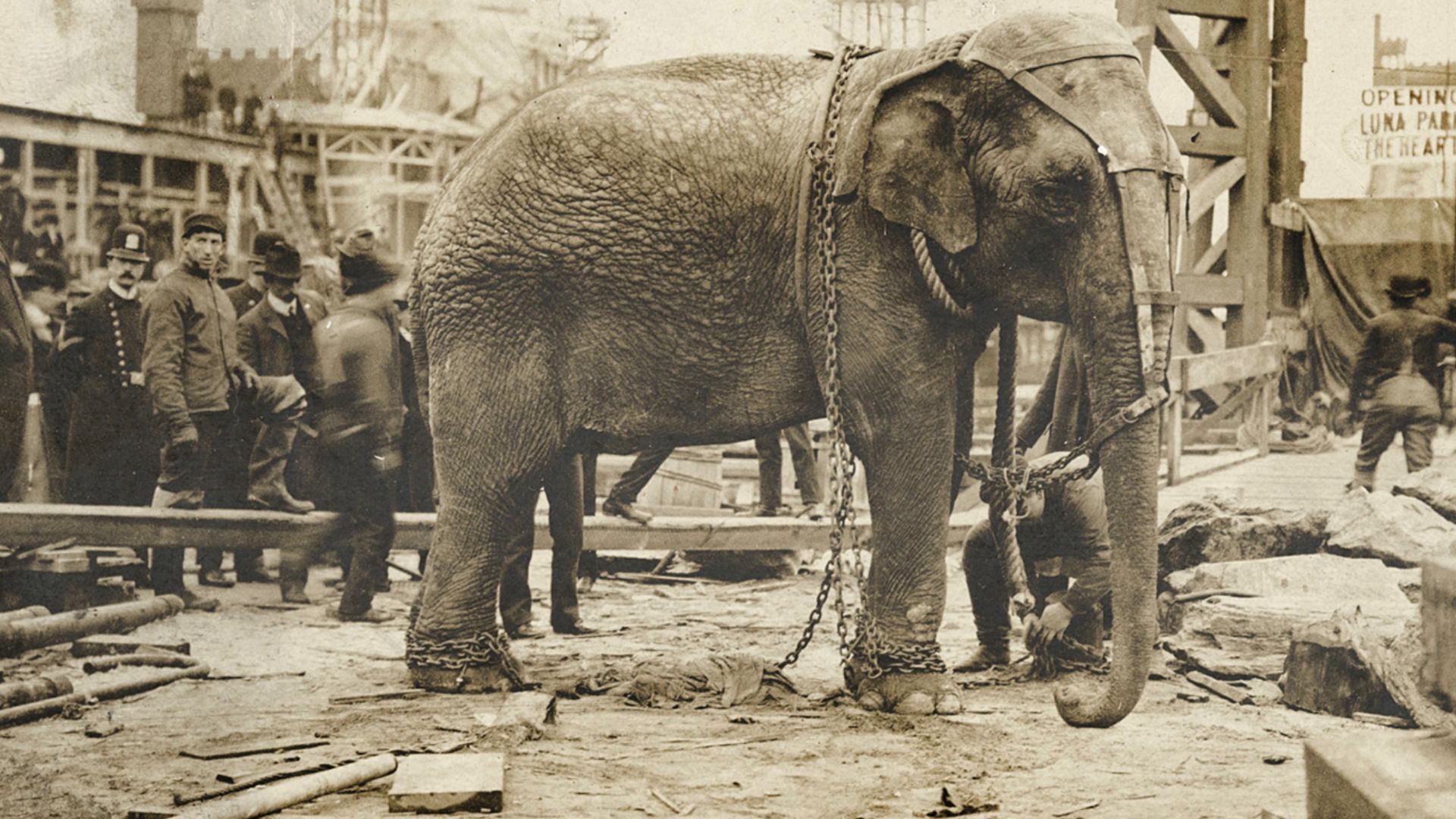 On January 4, 1903, in front of a small crowd of invited reporters and guests, Topsy the Elephant was fed carrots laced with 460 grams of potassium cyanide, before she was electrocuted and strangled. The incident marks the first filmed animal death in his
