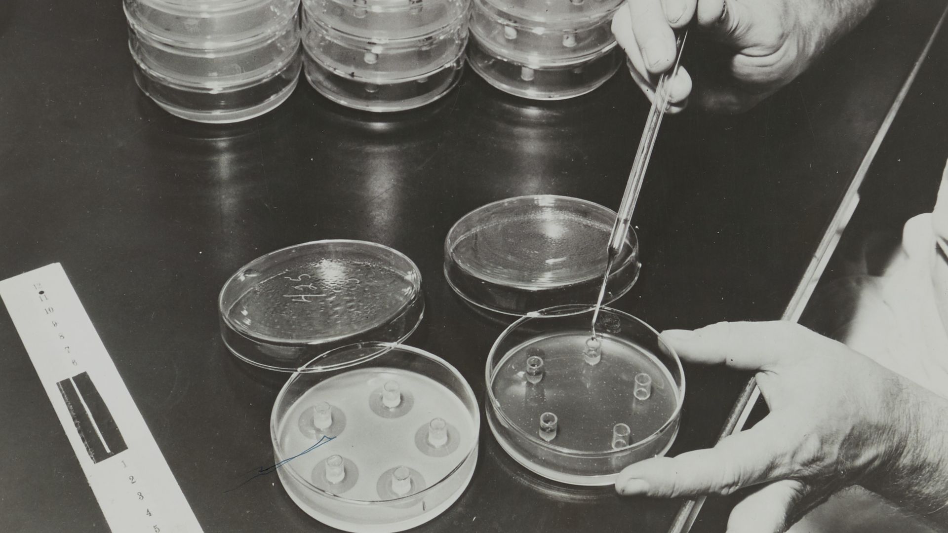 La fabrication du premier antibiotique, la pénicilline 
photographie issue de l’exposition du Palais de la  Découverte intitulée La pénicilline, 1946. 19900512/29