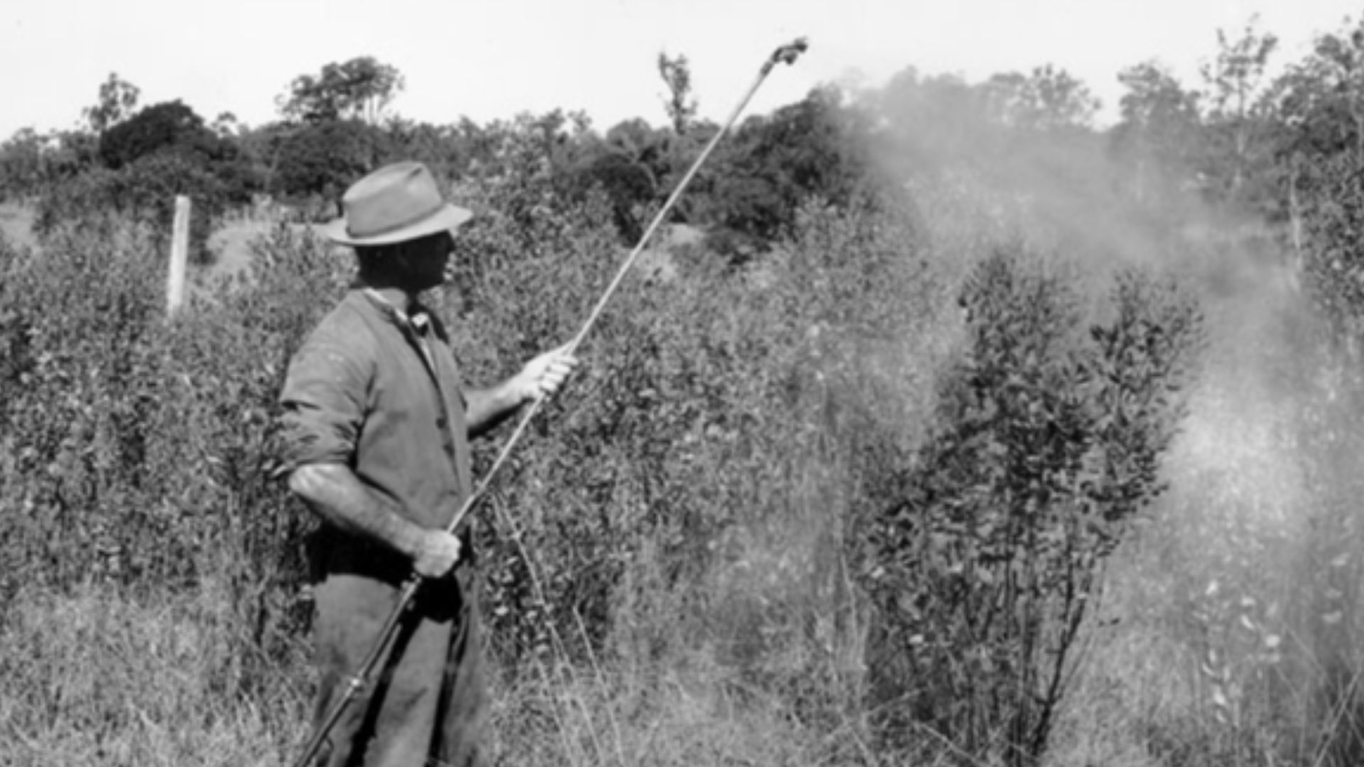 Groundsel poison spraying.