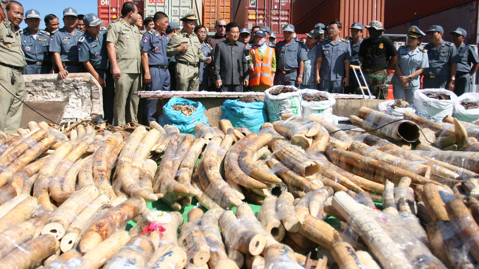 Cambodian Customs Department seized more than 3 tonnes of Ivory from Mozambique. Wildlife Alliance assisted with the inventory classification and storing, and subsequent conducted a series of trainings for the department on “Post Seizure Investigations”.