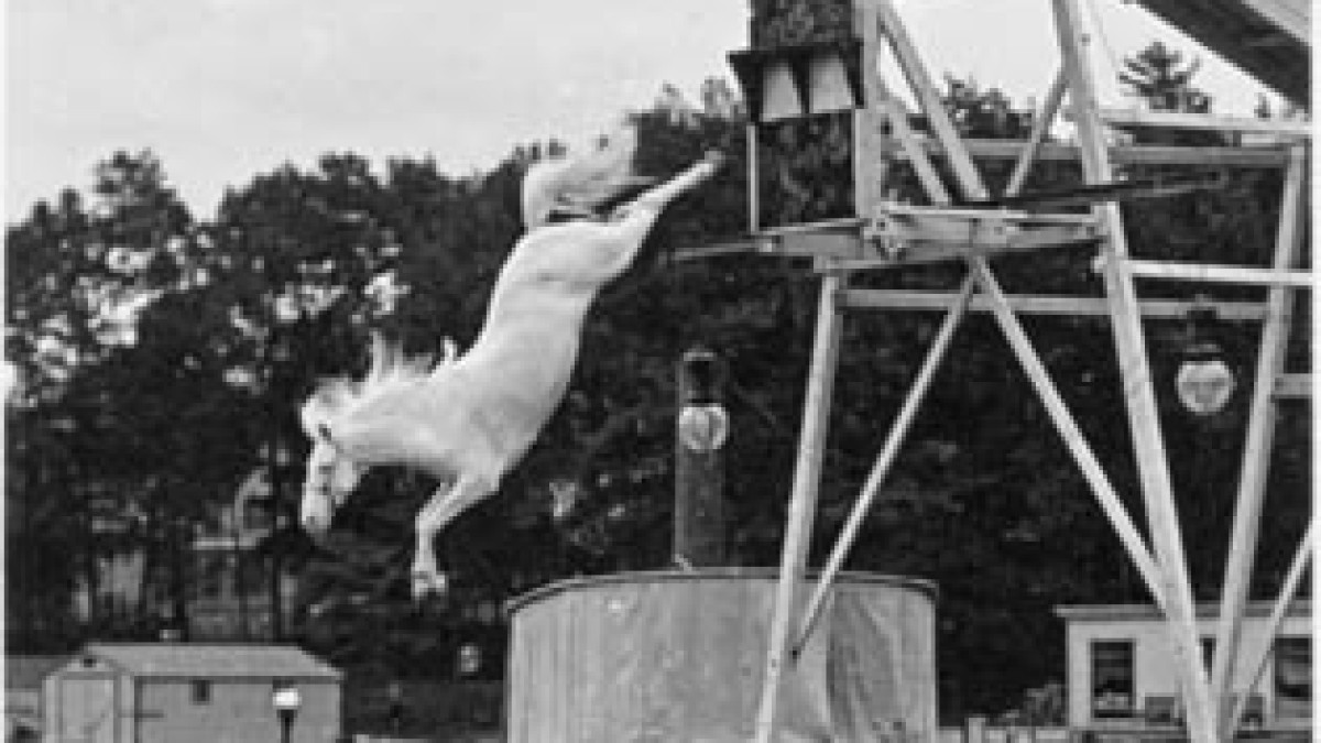 The diving horse display, Hanlan's Point, Toronto Island.