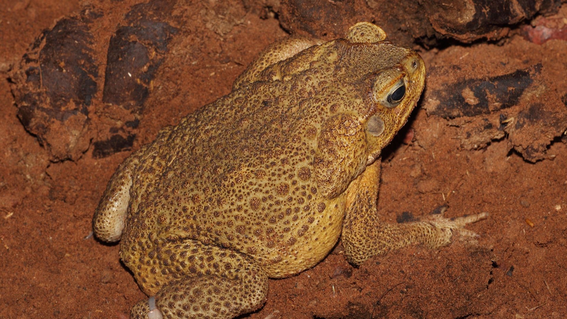 Cane Toad male, feral in the Tanamai desert, Northern Teritory, Australia