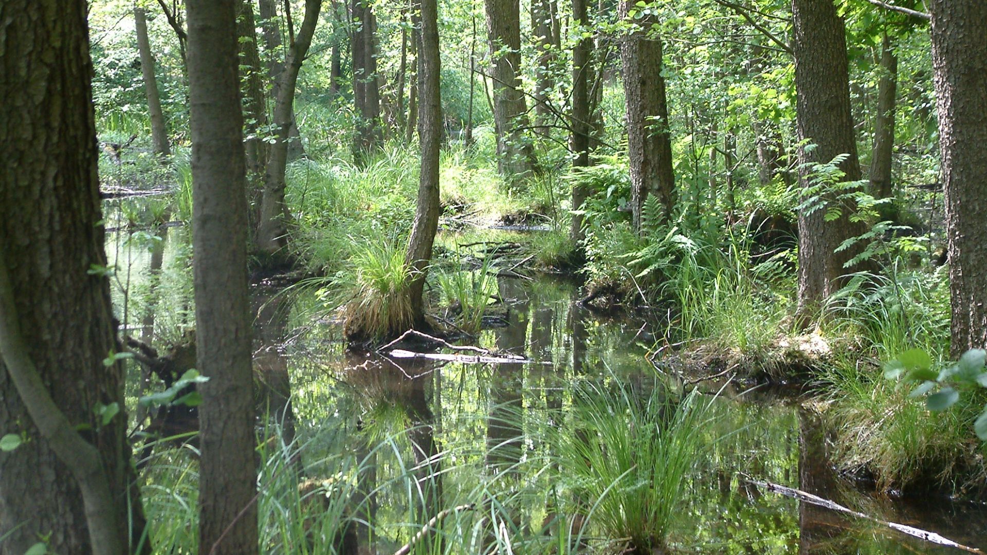 Erlenbruchwald (Alnus glutinosa). Der Fluss Briese fließt beim Ort Birkenwerder (Ortsteil Briese) durch diesen Erlenbruchwald.
