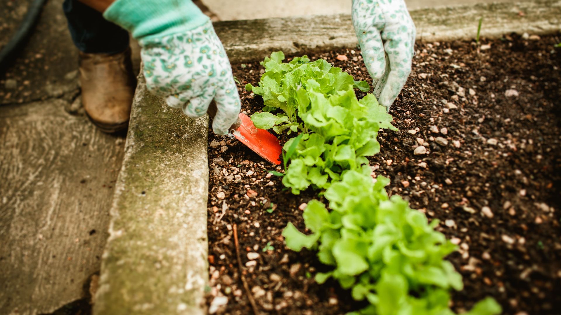 A gardener wearing gloves tending to lettuce plants in an outdoor garden bed.