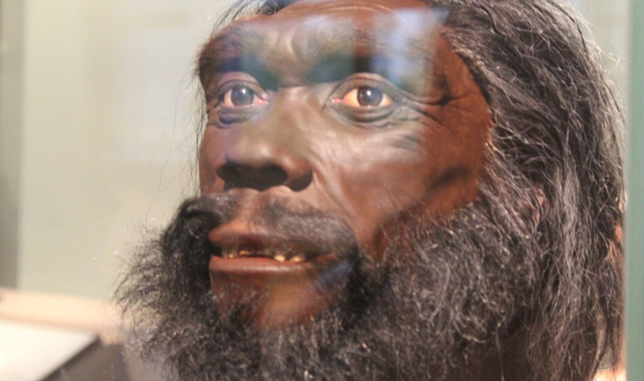 Washington, DC , USA - July 2nd 2023: A photo of the head of an earlier form of humans in the process of evolution in the Smithsonian National Museum of National History in Washington DC. 