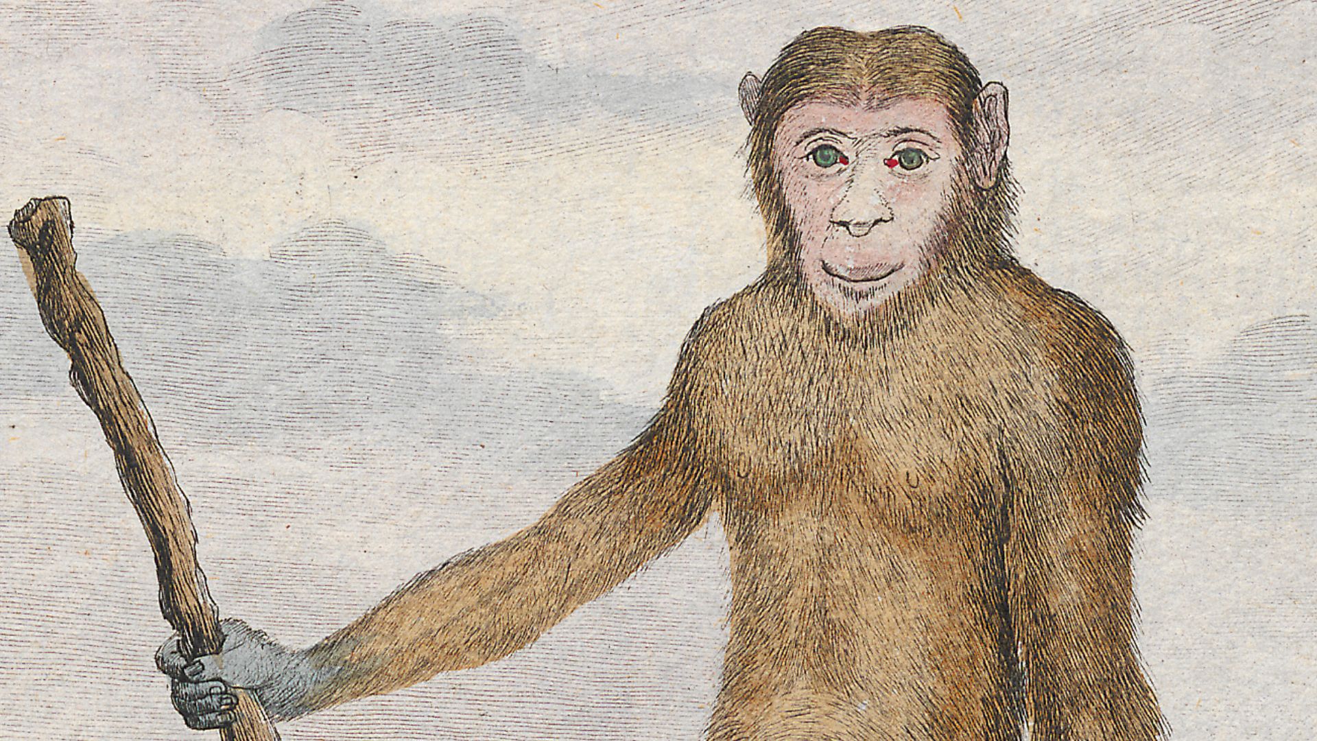 Crop of File:Troglodytes niger - 1773-1807 - Print - Iconographia Zoologica - Special Collections University of Amsterdam - UBA01 IZ19800013.tif for use on the w:Chimpanzee-human last common ancestor page.