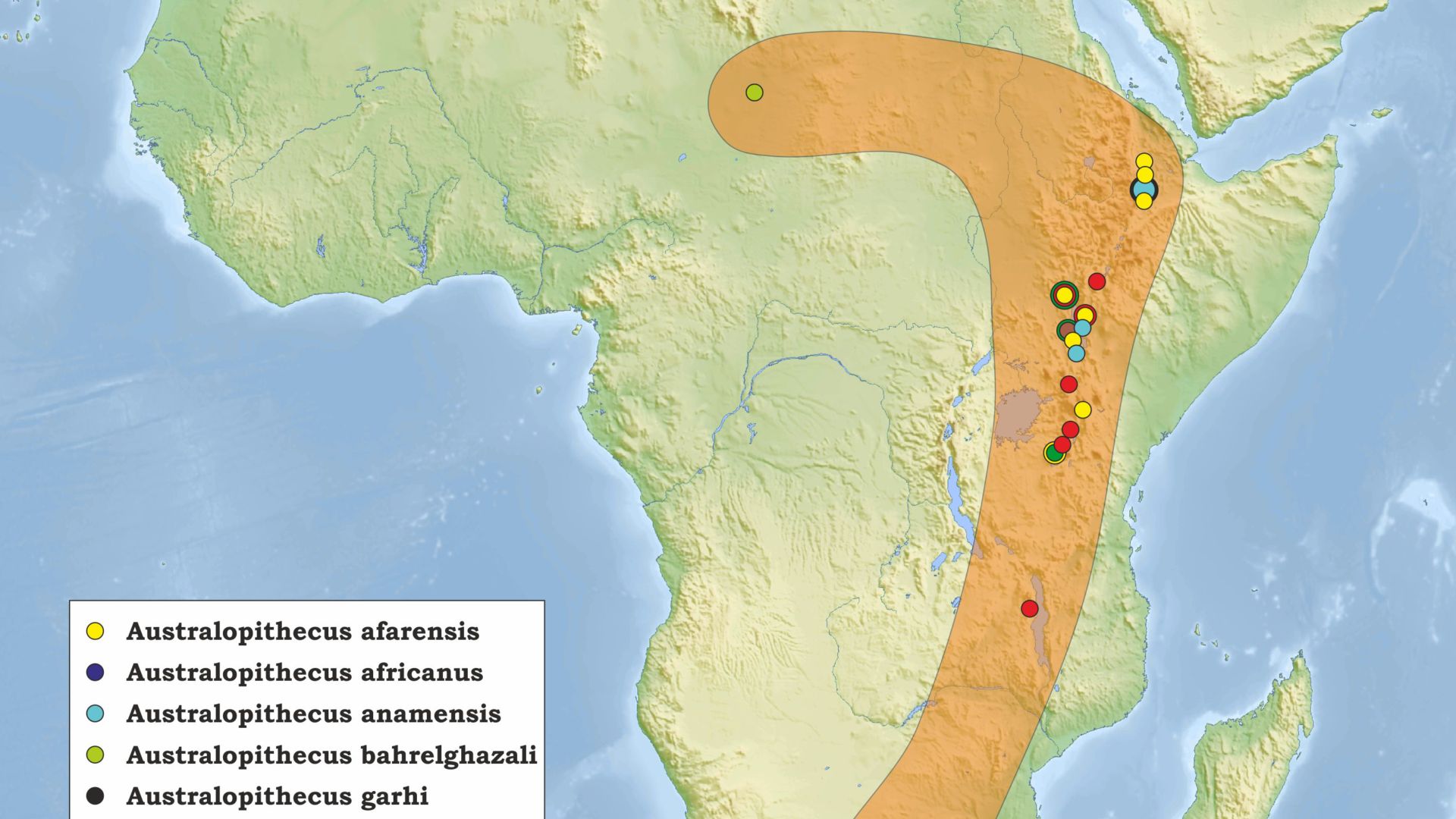 Australopithecus (Paranthropus) paleoanthropological sites in South Africa, Malawi, Tanzania, Kenya, Ethiopia and Chad