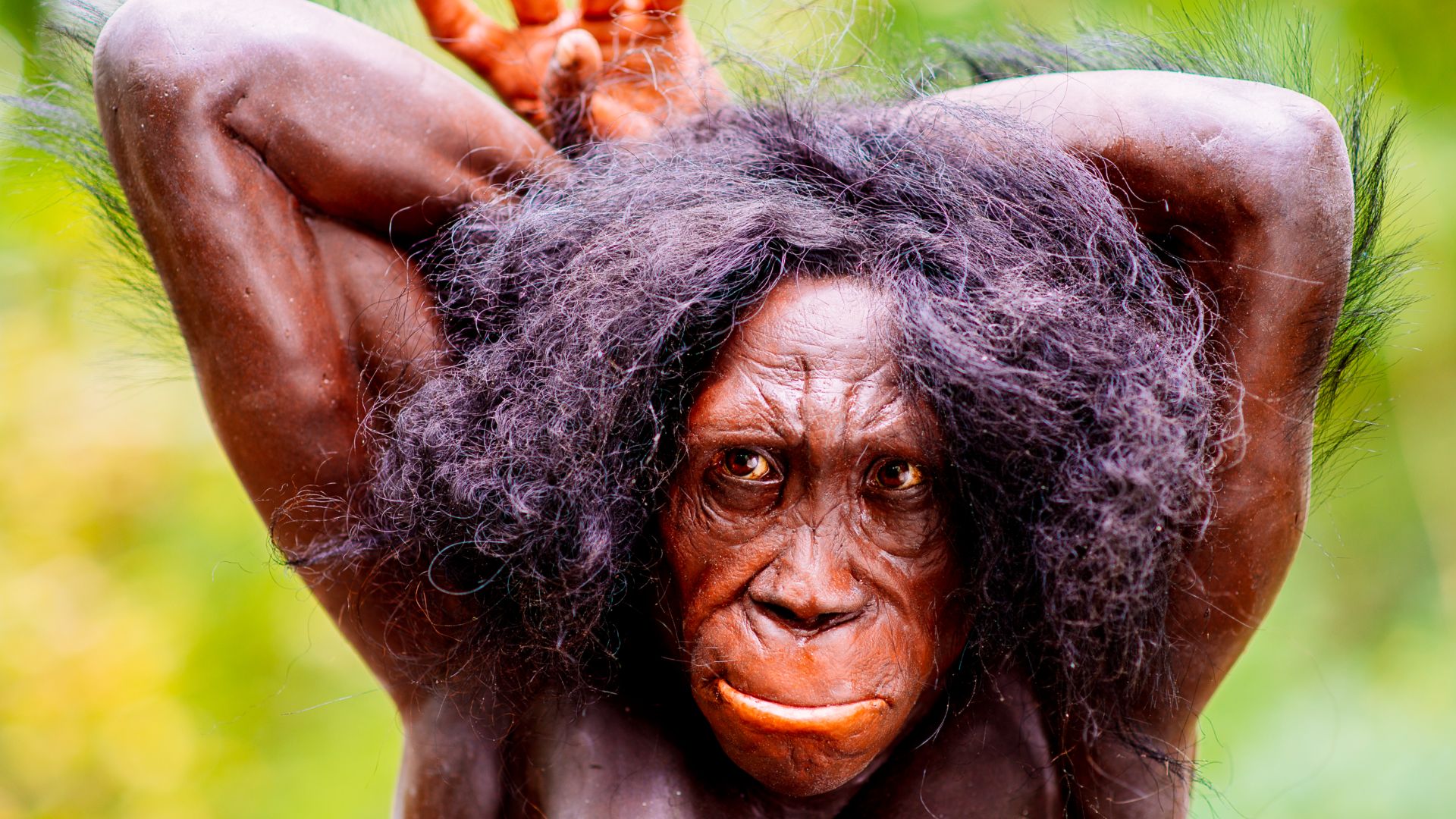 Living reconstruction in the Neanderthal Museum (Erkrath, Mettmann) of an Australopithecus sediba (detail of the original photo), locality Malapa, South Africa