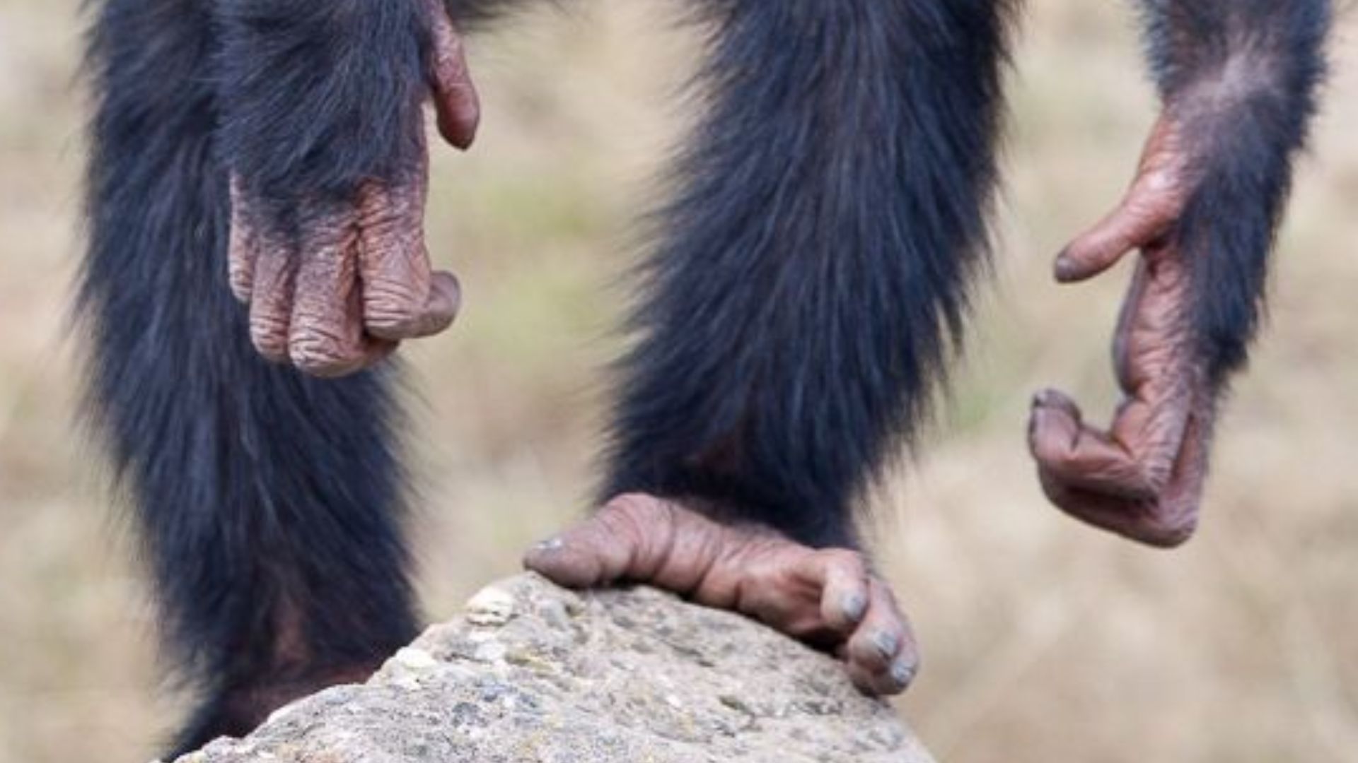 A juvenile chimpanzee standing alert on grass, showcasing its natural wildlife surroundings.