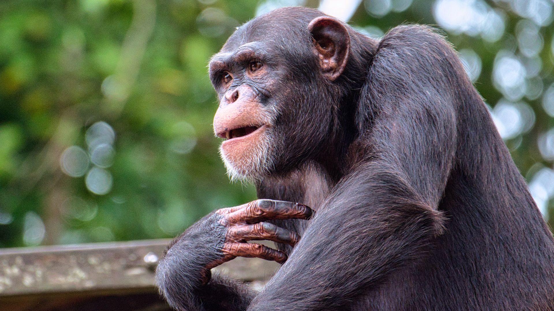 Close-up of a chimpanzee with lush green blurred background in Singapore.