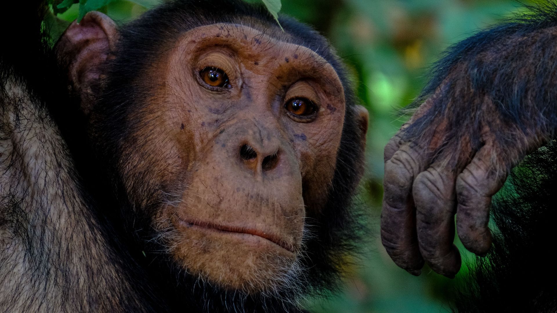 Intimate close-up of a chimpanzee relaxing in its natural habitat, showcasing its expressive face and behavior.