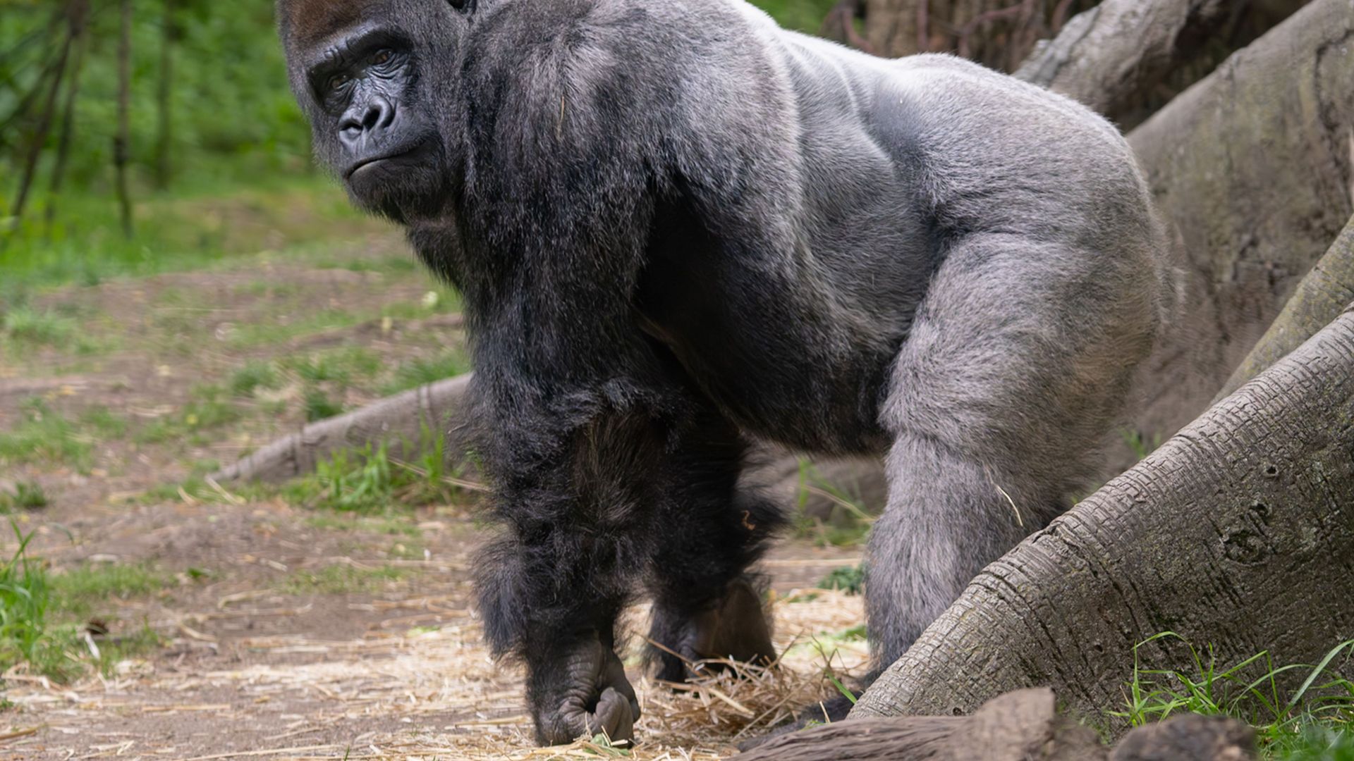A powerful gorilla stands in a forest setting, showcasing its strength and natural environment.