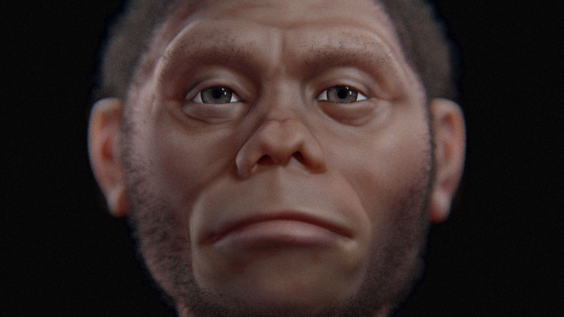 Homo floresiensis -  aproximação facial 3D digital.