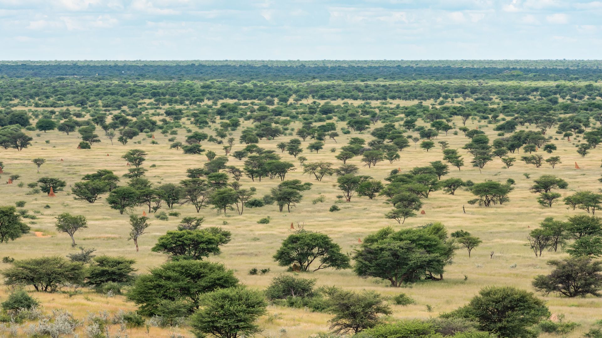 Savanna after bush thinning at Omatako Mountains in Namibia