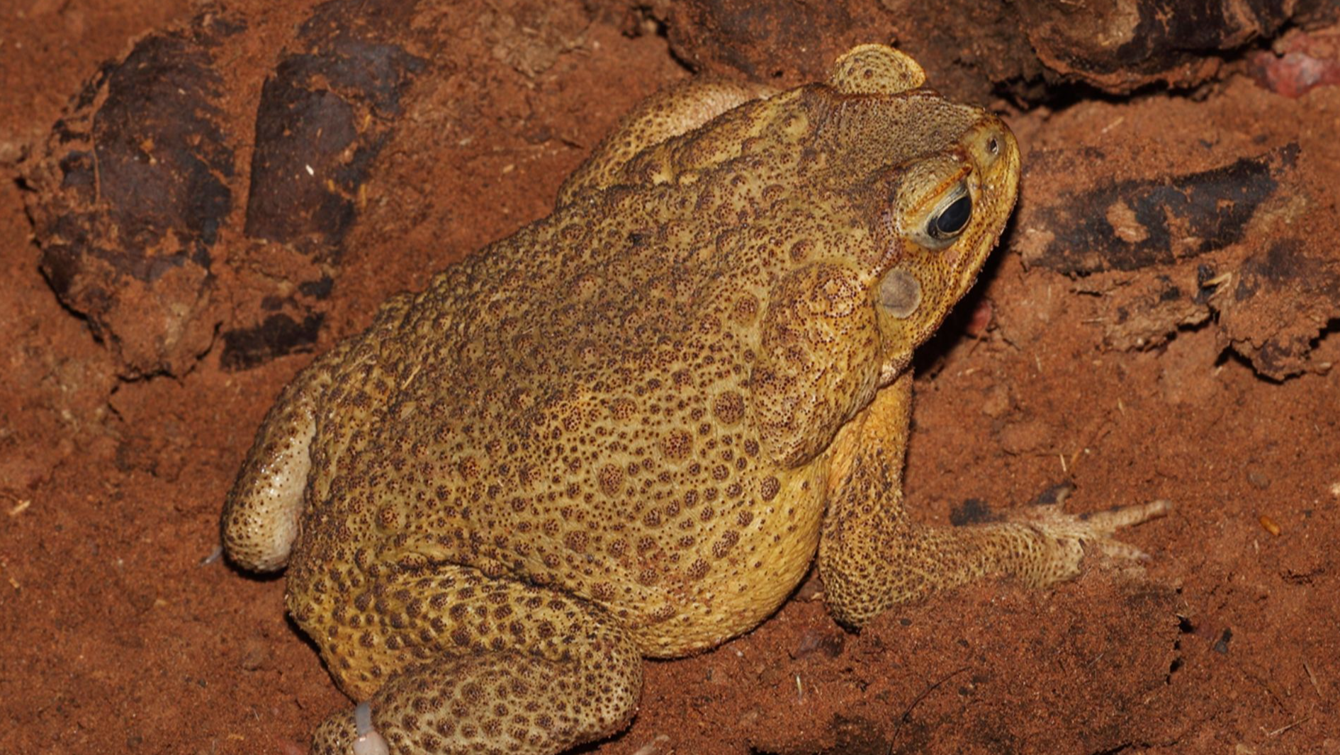 Cane Toad male, feral in the Tanamai desert, Northern Teritory, Australia