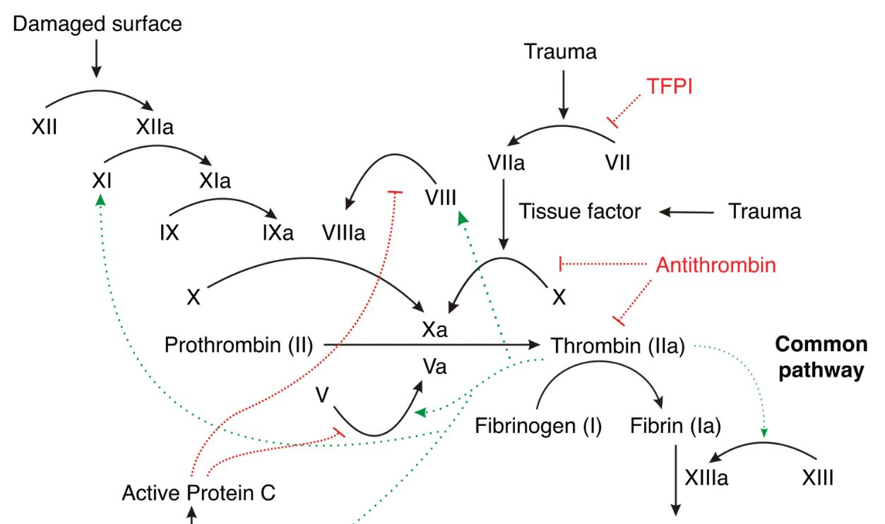 More in-depth version of the coagulation cascade 