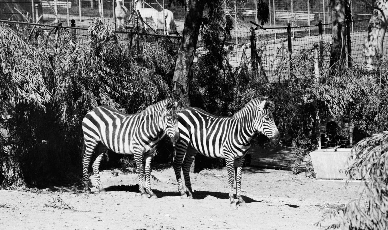 Getty Images - 1048144586 - New Giant Zebras at Griffith Park Zoo, Acquired from Hearst Ranch at San Simeon, 29 October 1951.